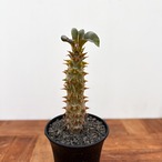 Pachypodium baronii【パキポディウム・バロニー・実生】