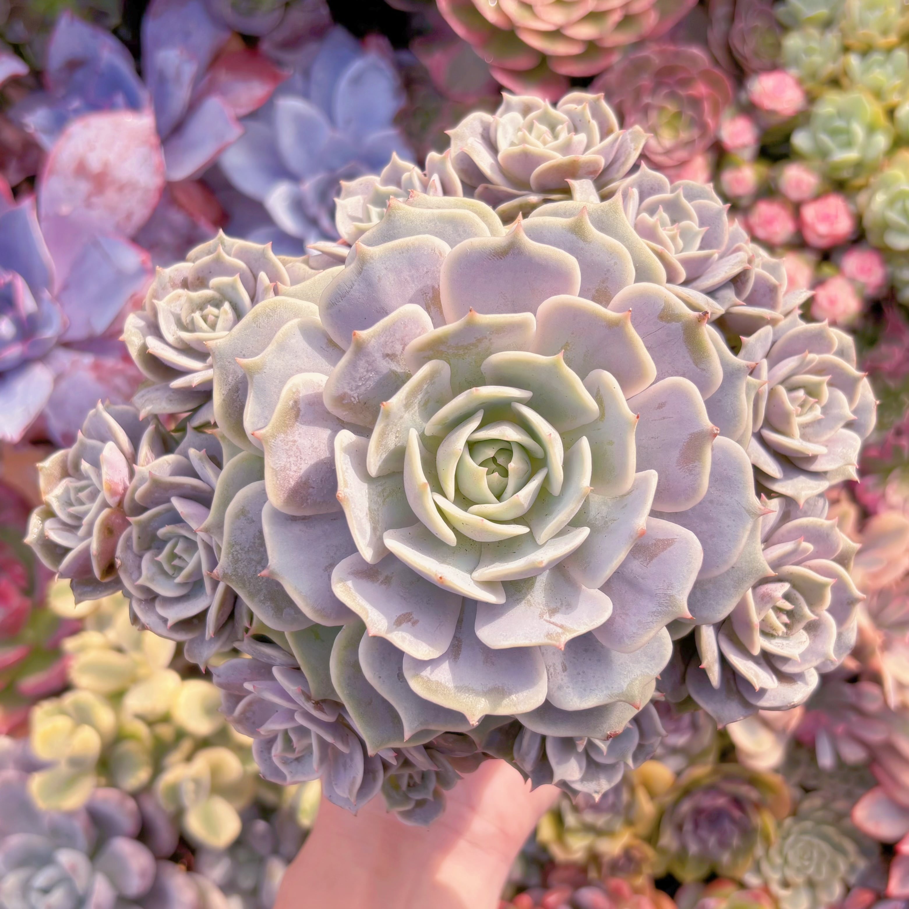 現品　ローラ#651　理想的な株姿　特特大群生　新入荷　るる農園