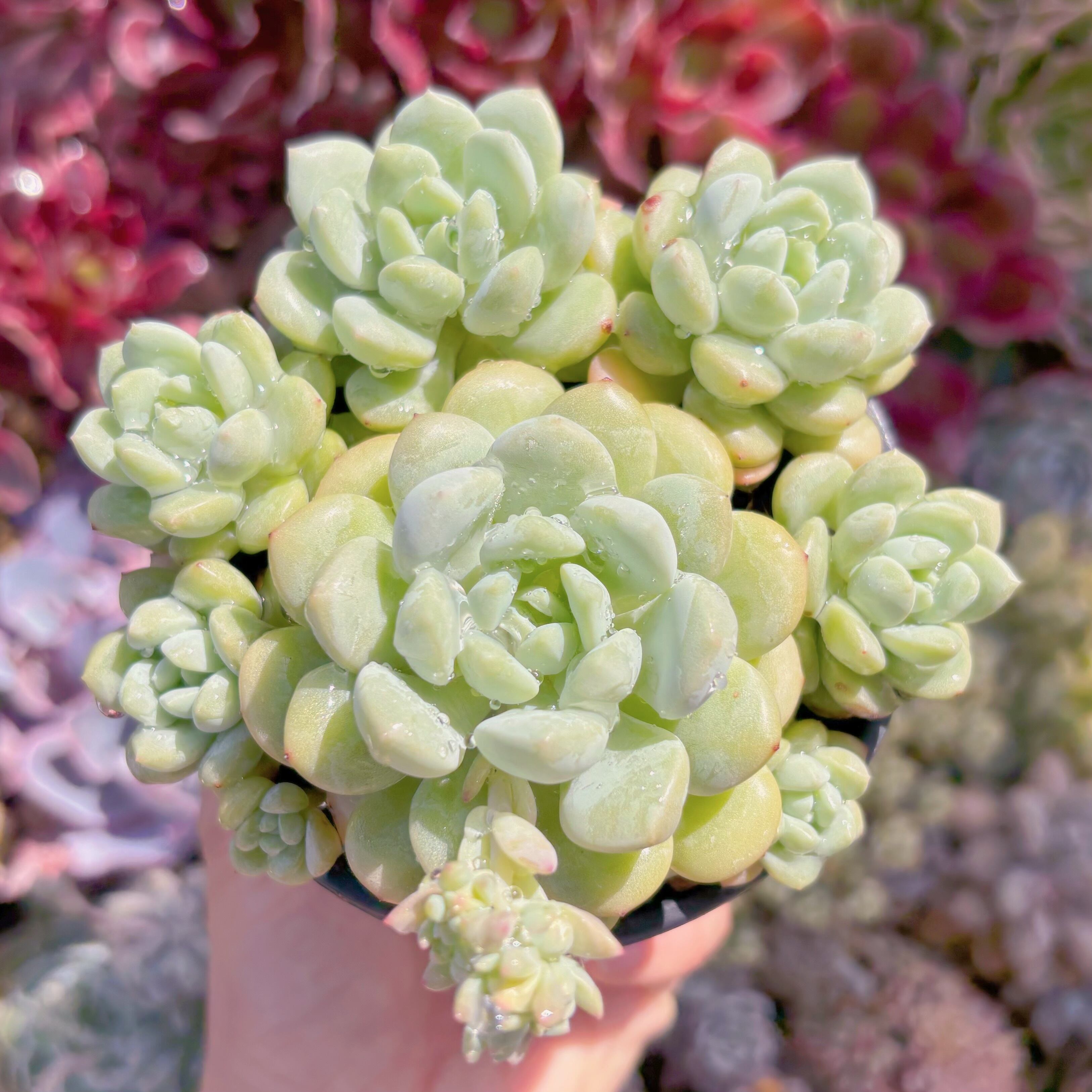 現品　玉兎#2197　るる農園