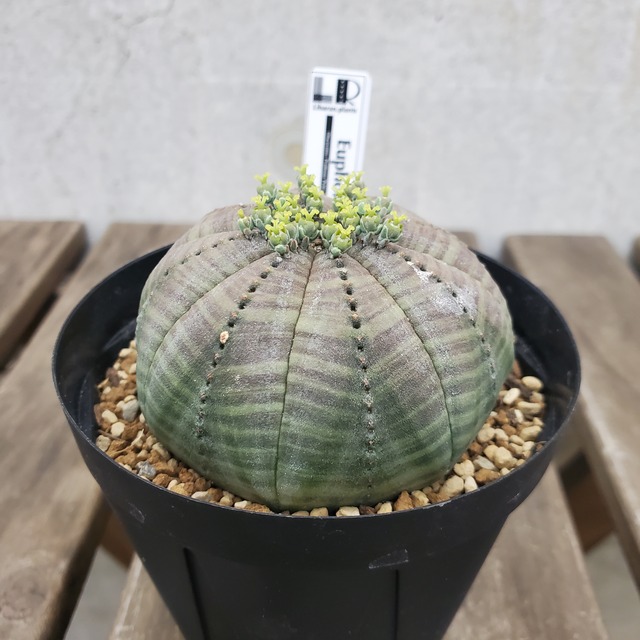 【ノーマル 約65mm】メス株 Euphorbia obesa ユーフォルビア オベサ
