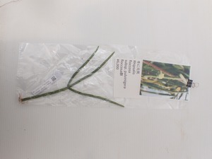 【sa様専用】Rhipsalis floccosa subsp. pulvinigera