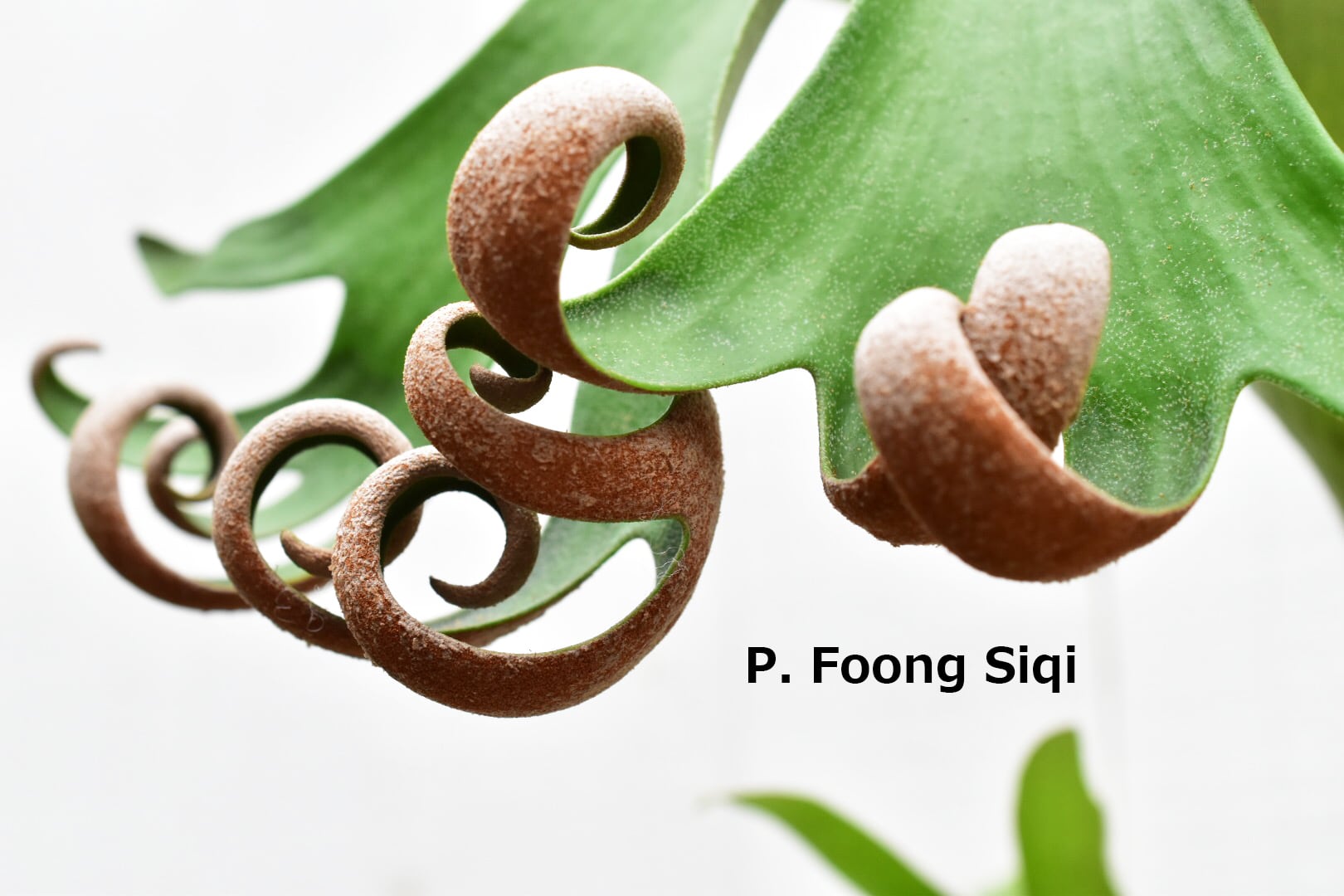 a) P. 'Foong Si Qi' ビカクシダ 'フーンシキ' | vandaka plants