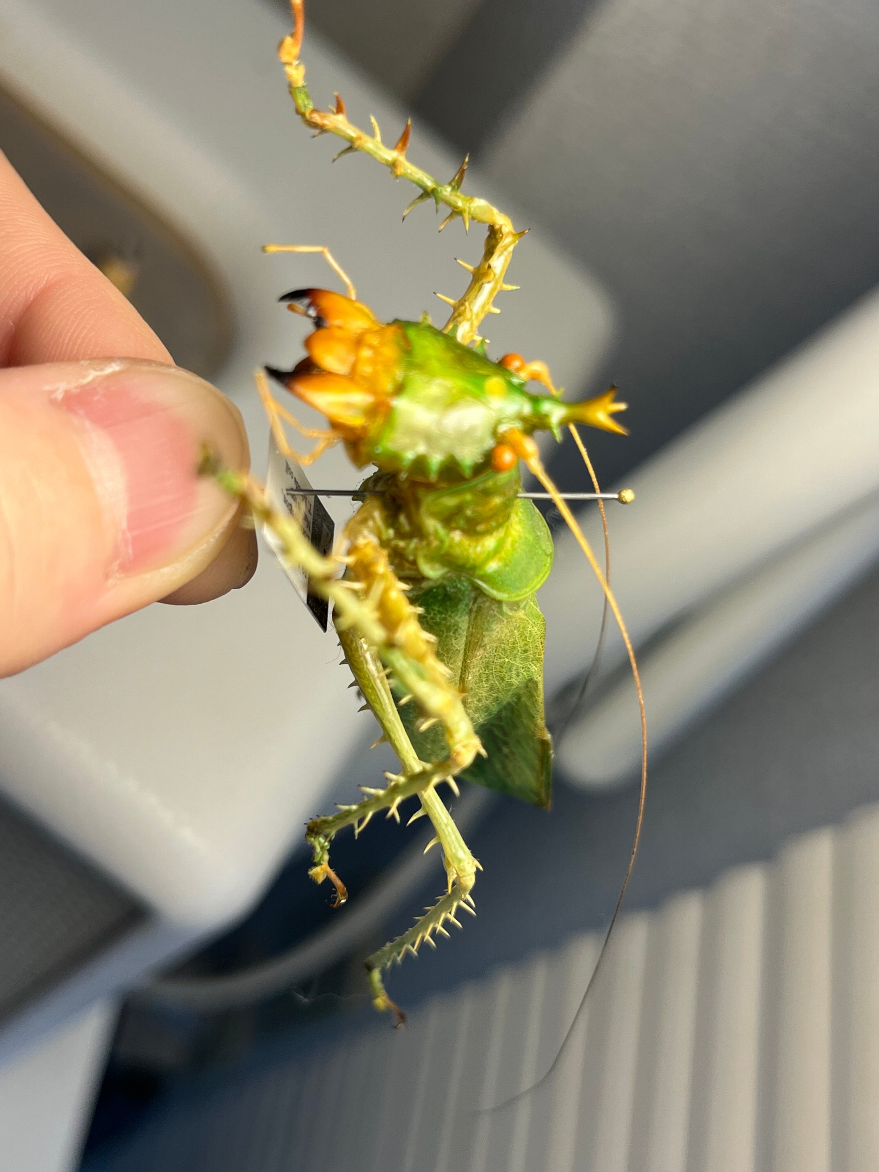 色残抜群】トゲアクマツユムシ リオック 直翅類 カマキリ マンティス