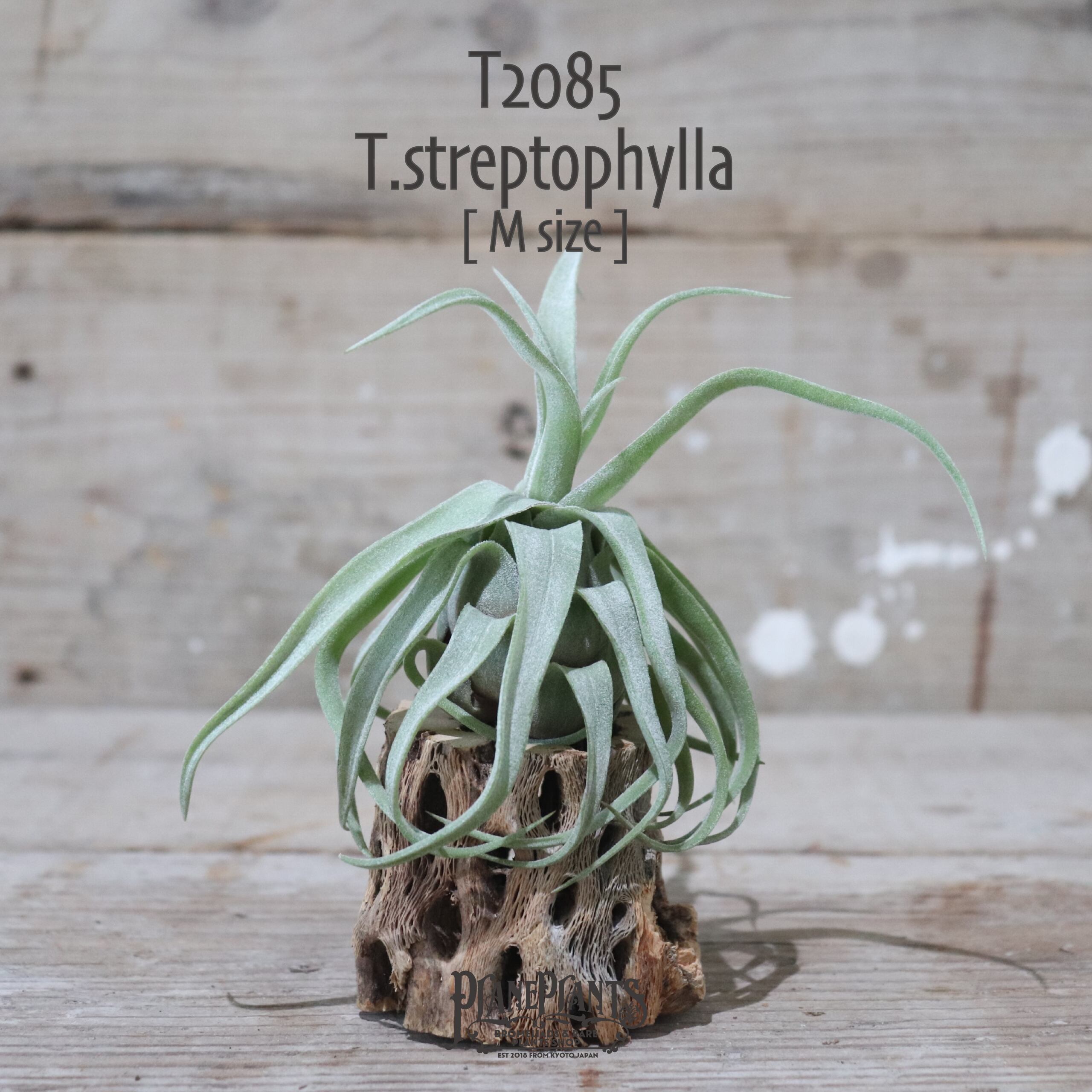 【送料無料】streptophylla M〔エアプランツ〕現品発送T2085