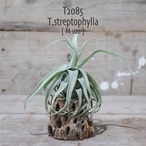 【送料無料】streptophylla M〔エアプランツ〕現品発送T2085