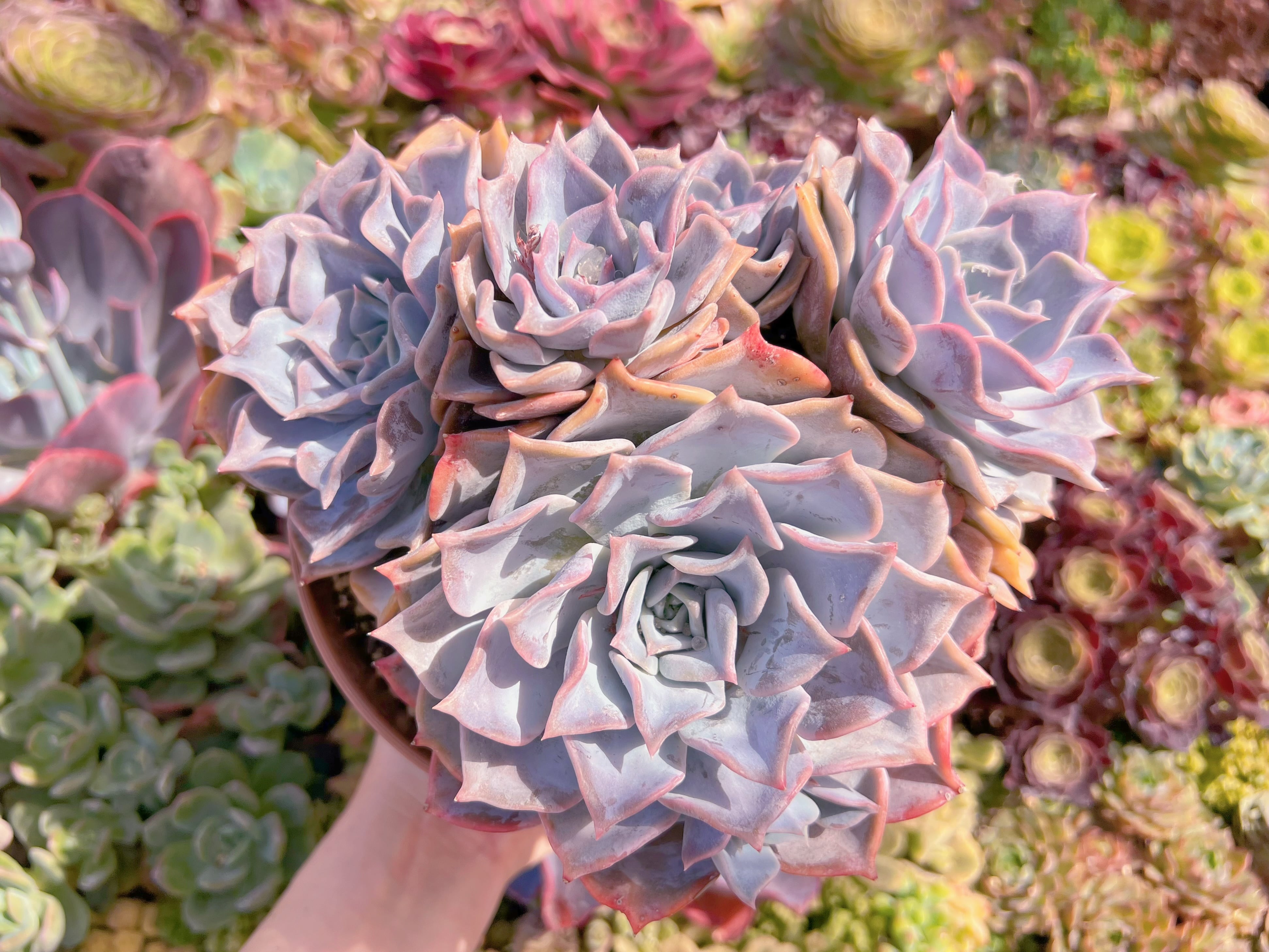 現品　Echeveria 'Lucila'#F051　特大群生　るる農園