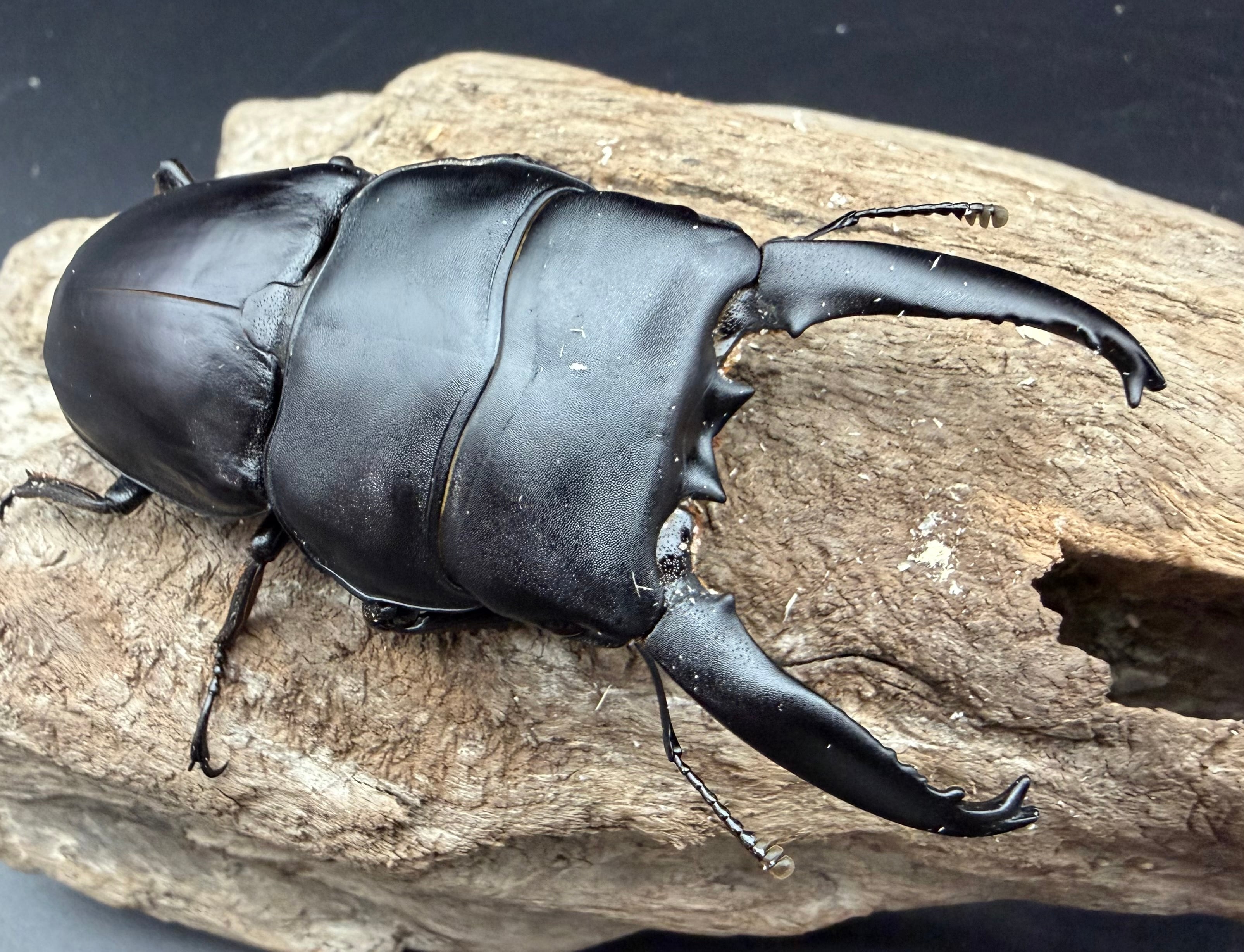 WD】《アルキデスヒラタ アチェ産 90.5mm ペア》 | KPW公式オンライン