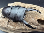 【WD】《アルキデスヒラタ アチェ産 90.5mm ペア》