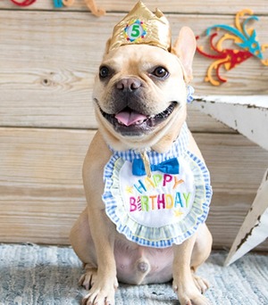 犬用スタイ　ハッピースタイ [サイズ: S]