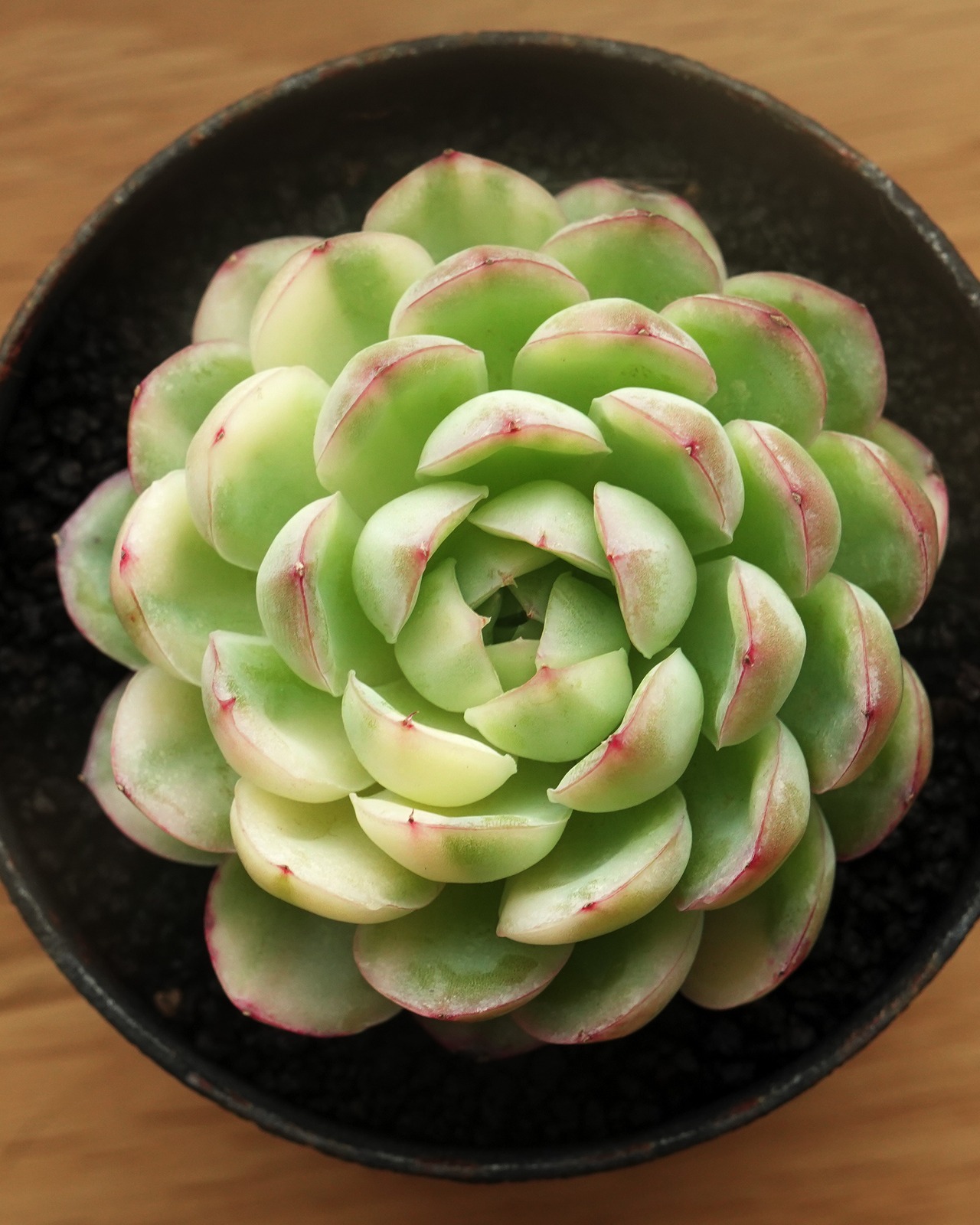 カット苗 ストロベリーアイス陰陽錦 Echeveria 'Strawberry Ice' Yin Yang Variegated
