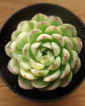 カット苗 ストロベリーアイス陰陽錦 Echeveria 'Strawberry Ice' Yin Yang Variegated