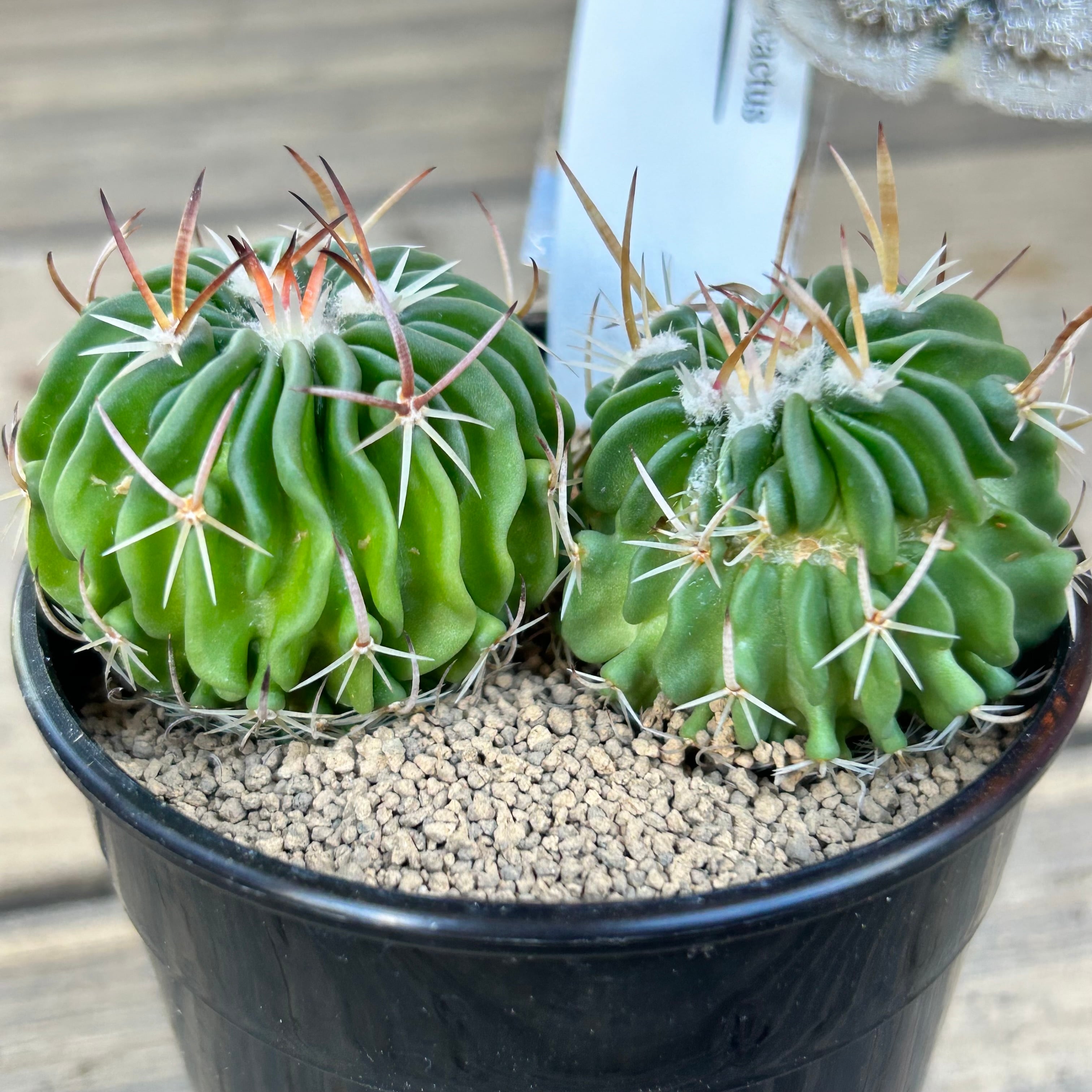 T)縮玉 サボテン | RuPo 多肉植物専門店