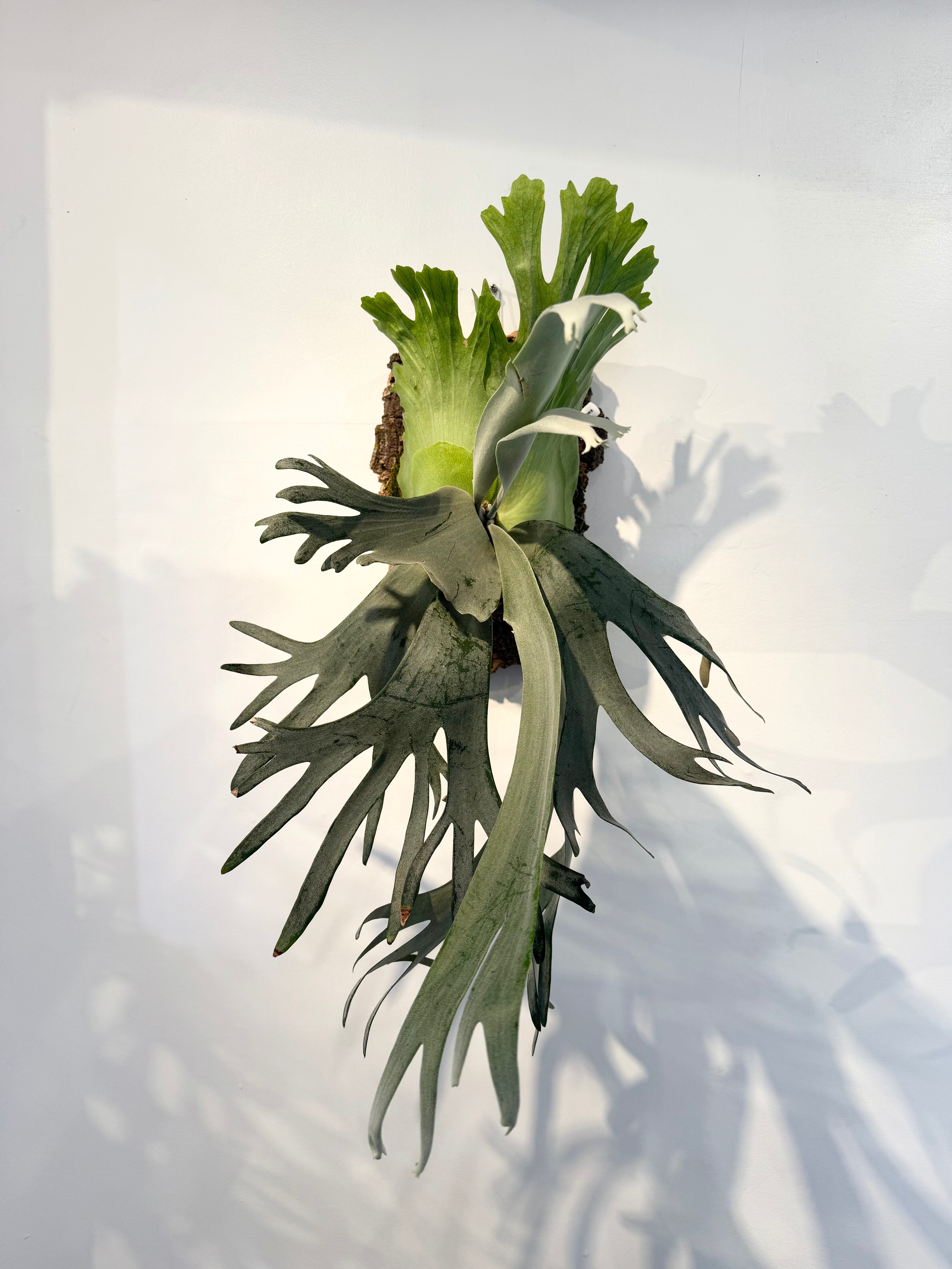 Platycerium_ビカクシダ | vandaka plants