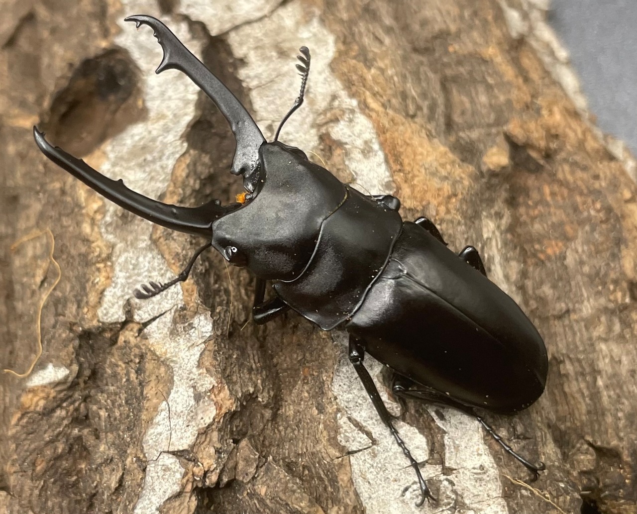 【WD】《ポレクトゥスノコギリクワガタ 50mmUP ペア》