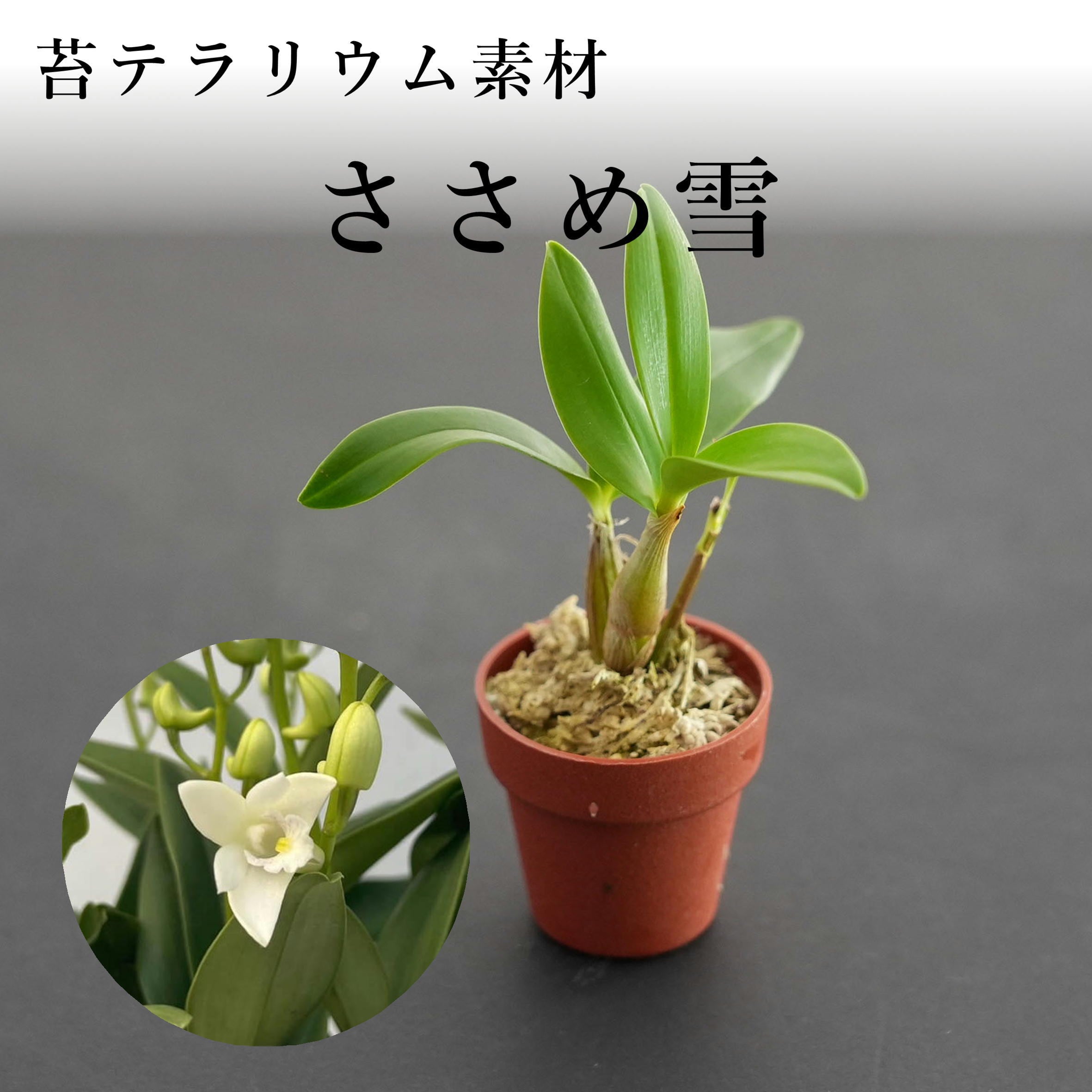 ダーウィニアプロセラ 7号サイズ ダーウィニアプロセラ ダーウィニア