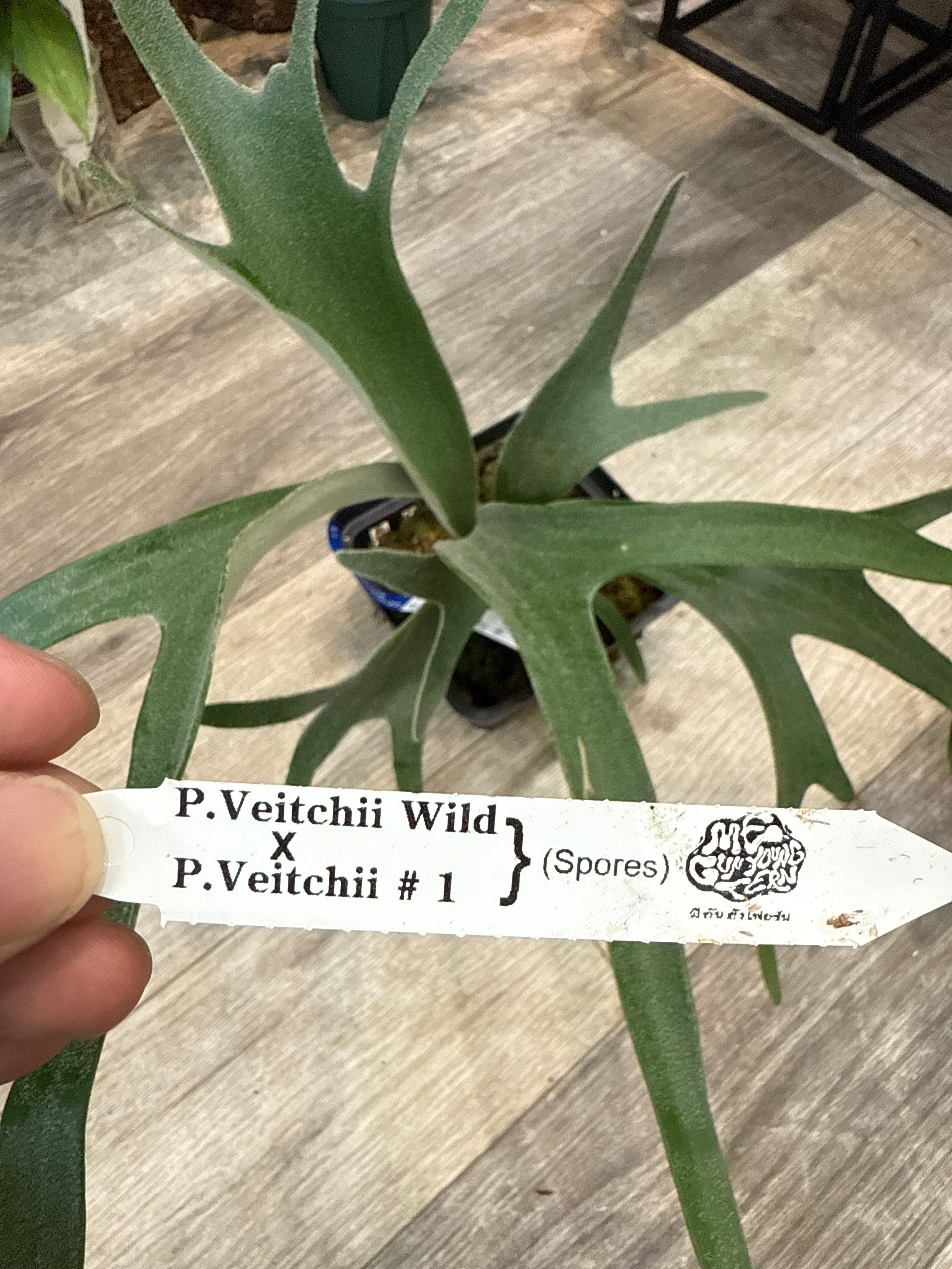 C 希少！フィロデンドロン ホワイトウィザードトリカラー | Gardenえん