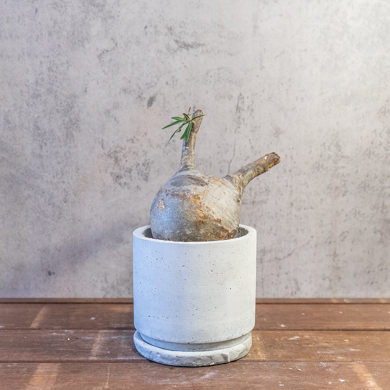 【胴回り32.5cm/発根済】パキポディウム グラキリス 圧倒的な存在感 モルタル鉢仕立て 本物志向のインテリアグリーン おしゃれ／虫の発生防止