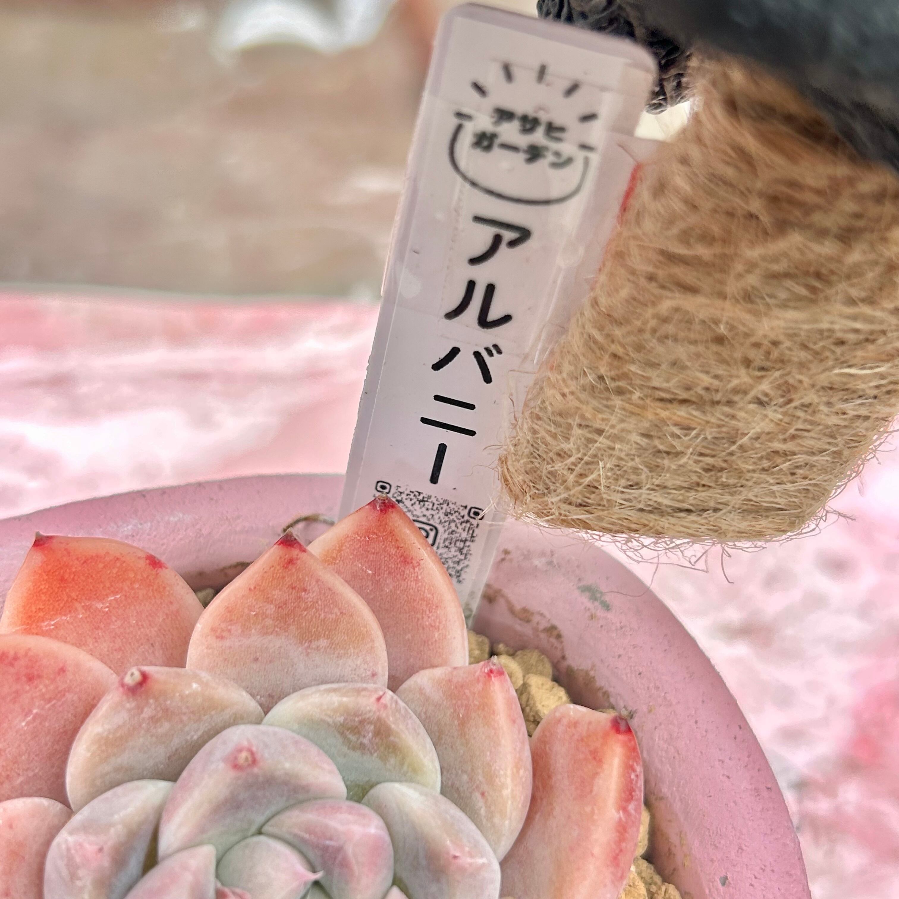 T)アルバニー(鉢入り) | RuPo 多肉植物専門店