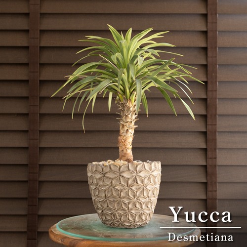ユッカ デスメティアーナ Yucca Desmetiana ヤシ 幹立ち 5号 陶器鉢 0820GG
