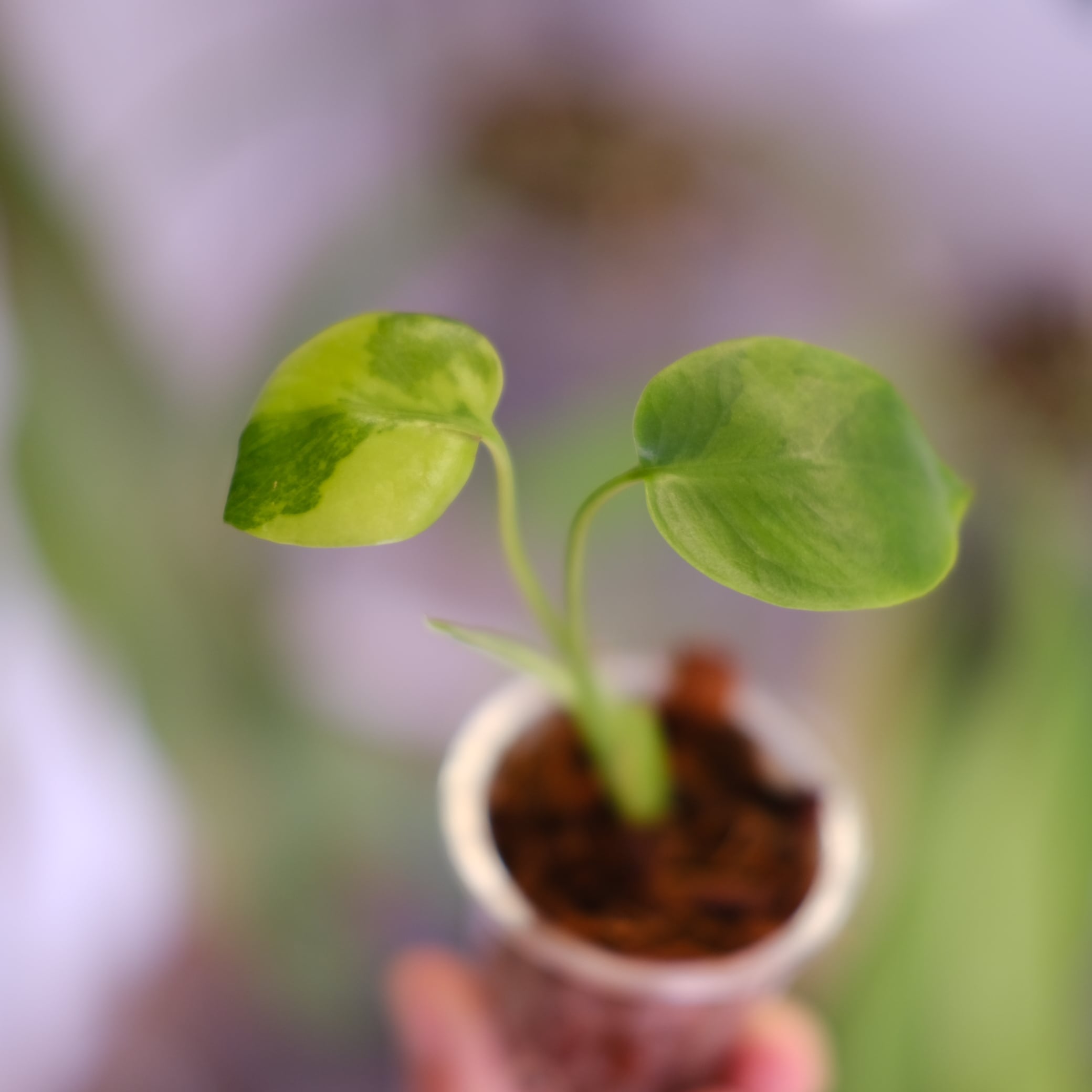 Monstera green on green｜モンステラ グリーンオン グリーン②｜観葉