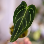 アンスリウム・レガレ / Anthurium Regale㉓│観葉植物