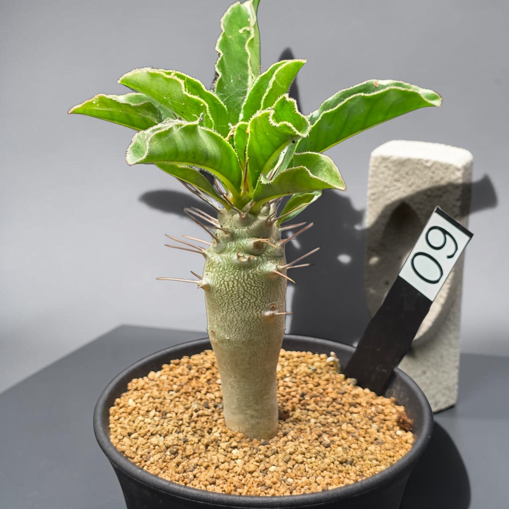 パキポディウム・サンデルシー 実生株 (和名：白馬城 / Pachypodium