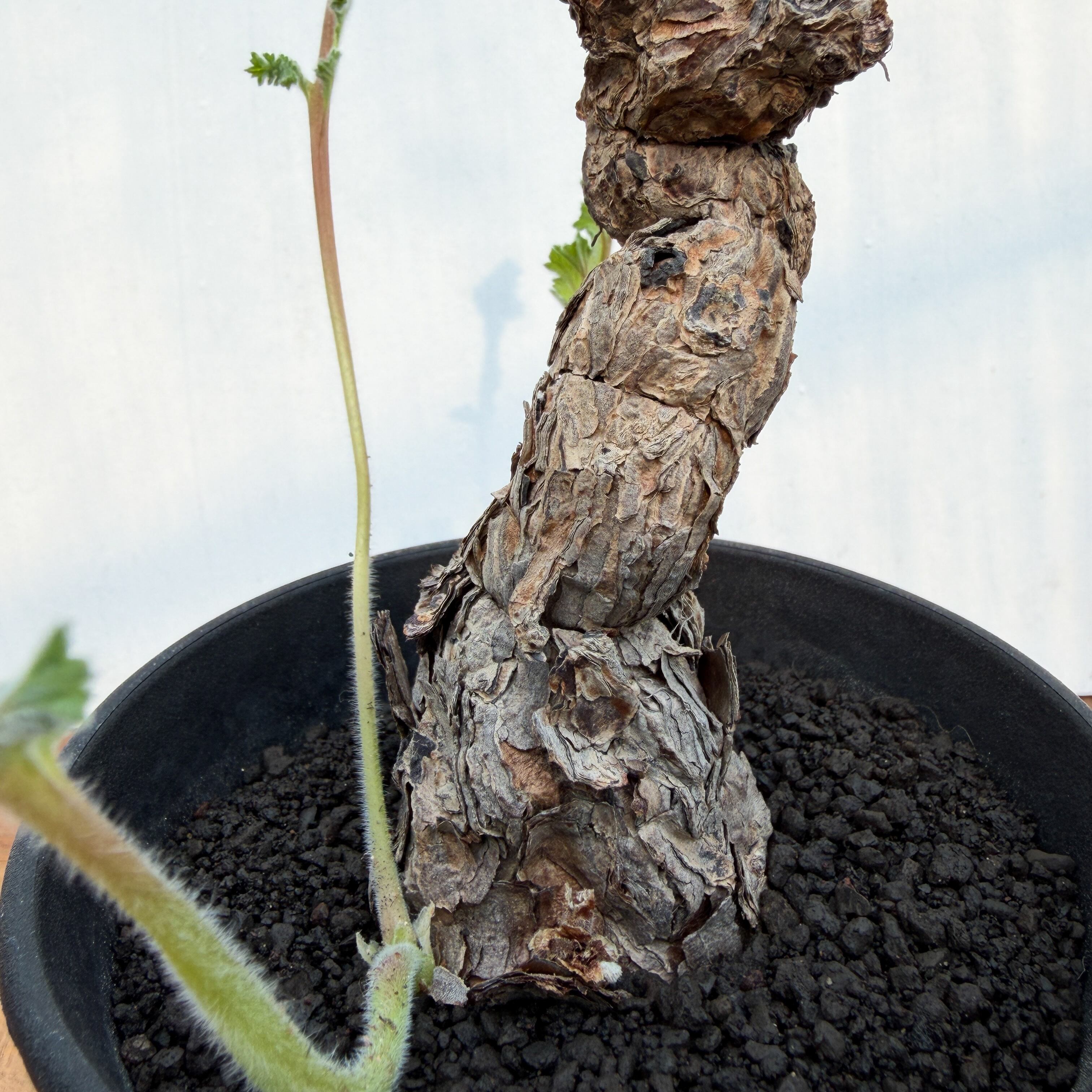 Pelargonium Lobatum【ペラルゴニウム・ロバツム】 | RIMO'S GREEN