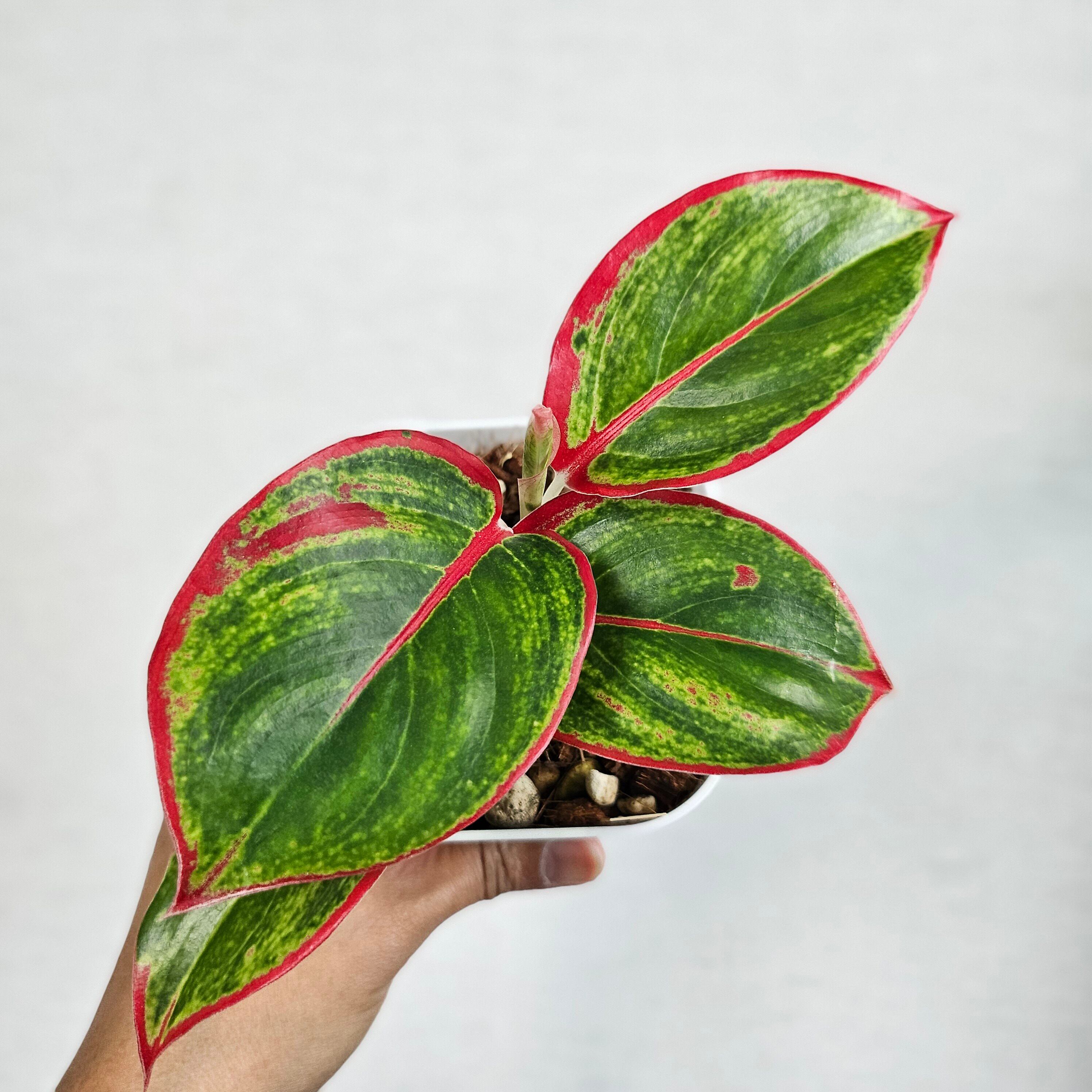 《Aglaonema Red Aurora》アグラオネマ レッドオーロラ 観葉植物 /ポット発送