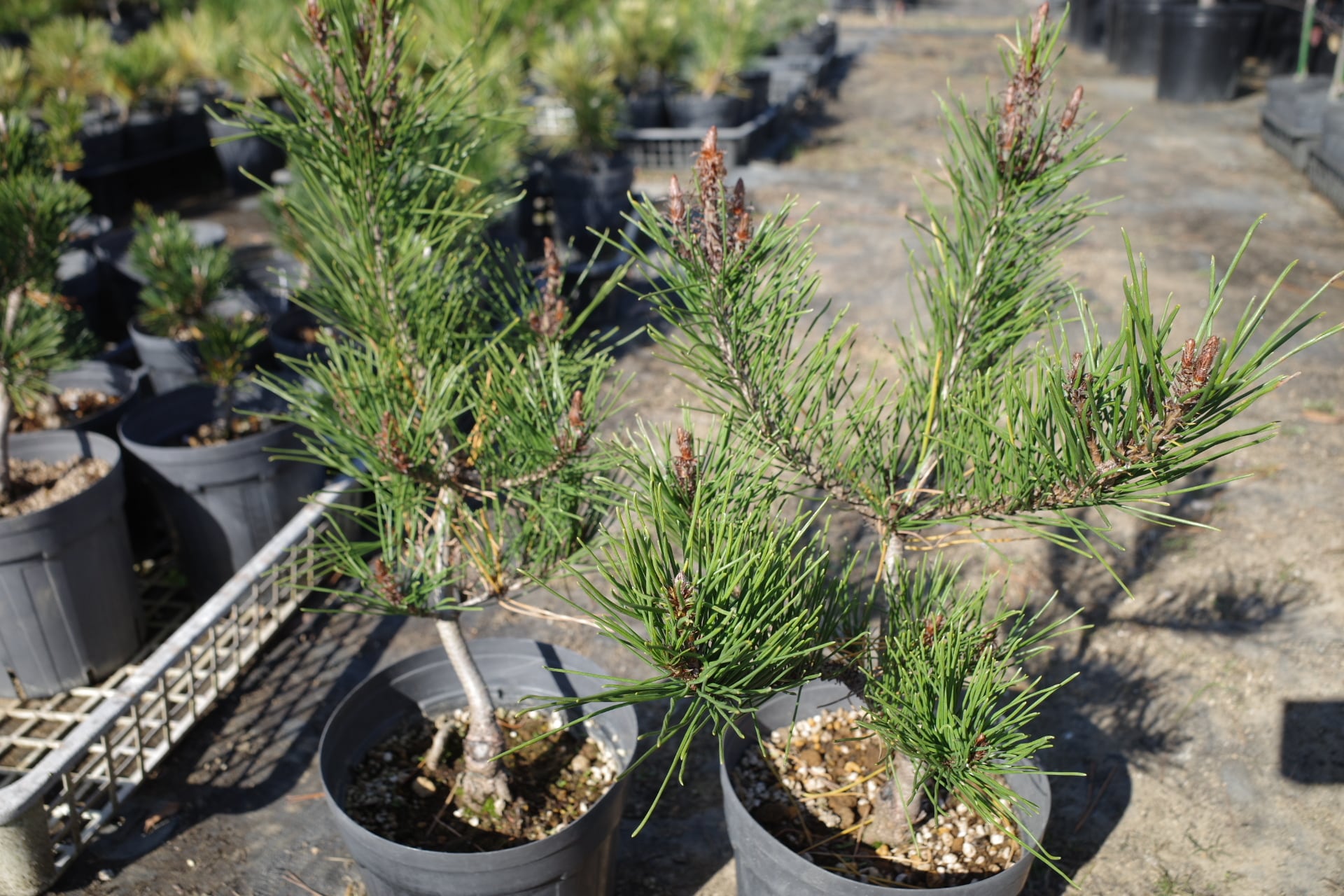 アカヒトハノマツ（赤一葉松） | 樹木好き！ I Love Trees