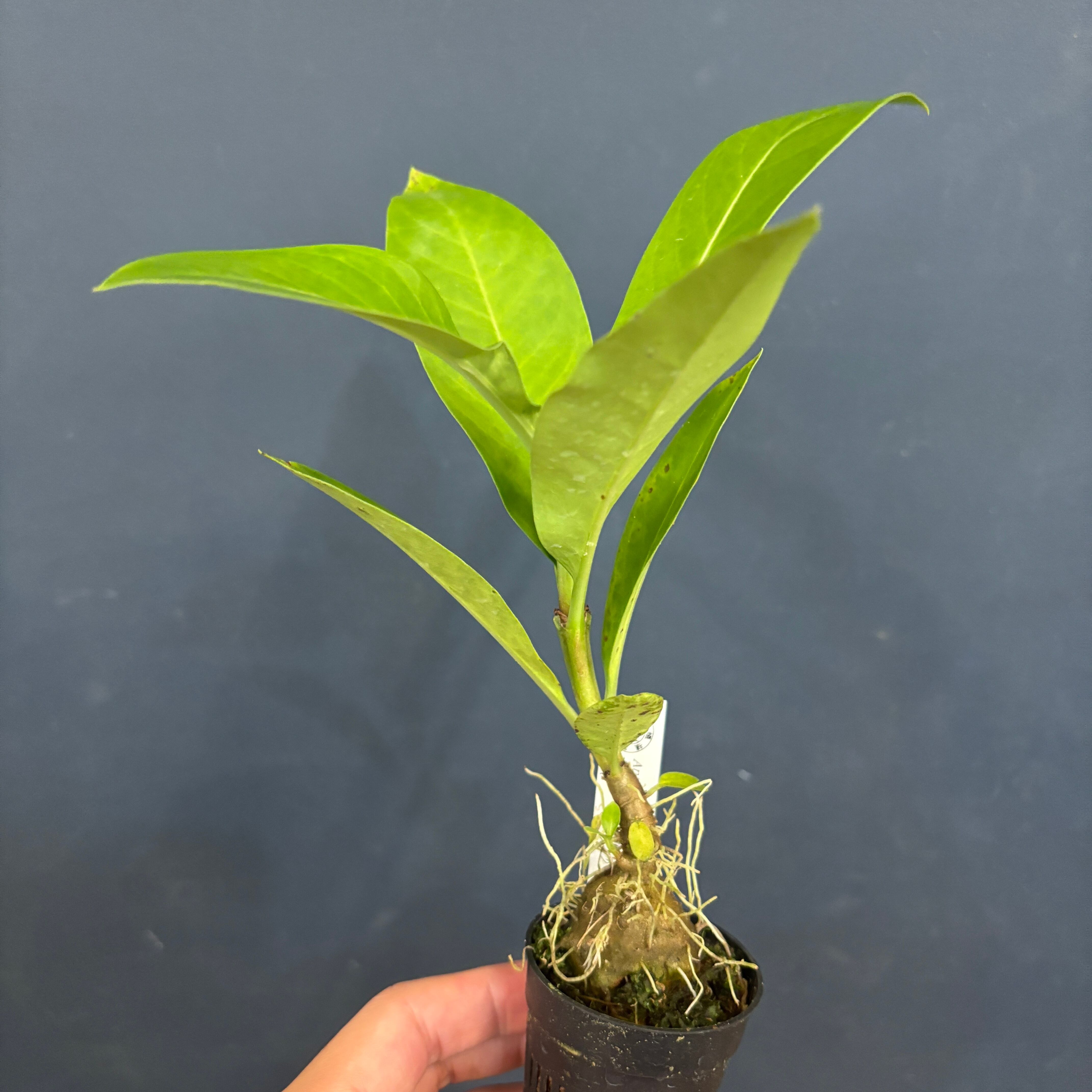 アントルリザ bracteosa【681】 | PROTOLEAF プロトリーフ