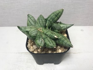 サンスベリア マニー