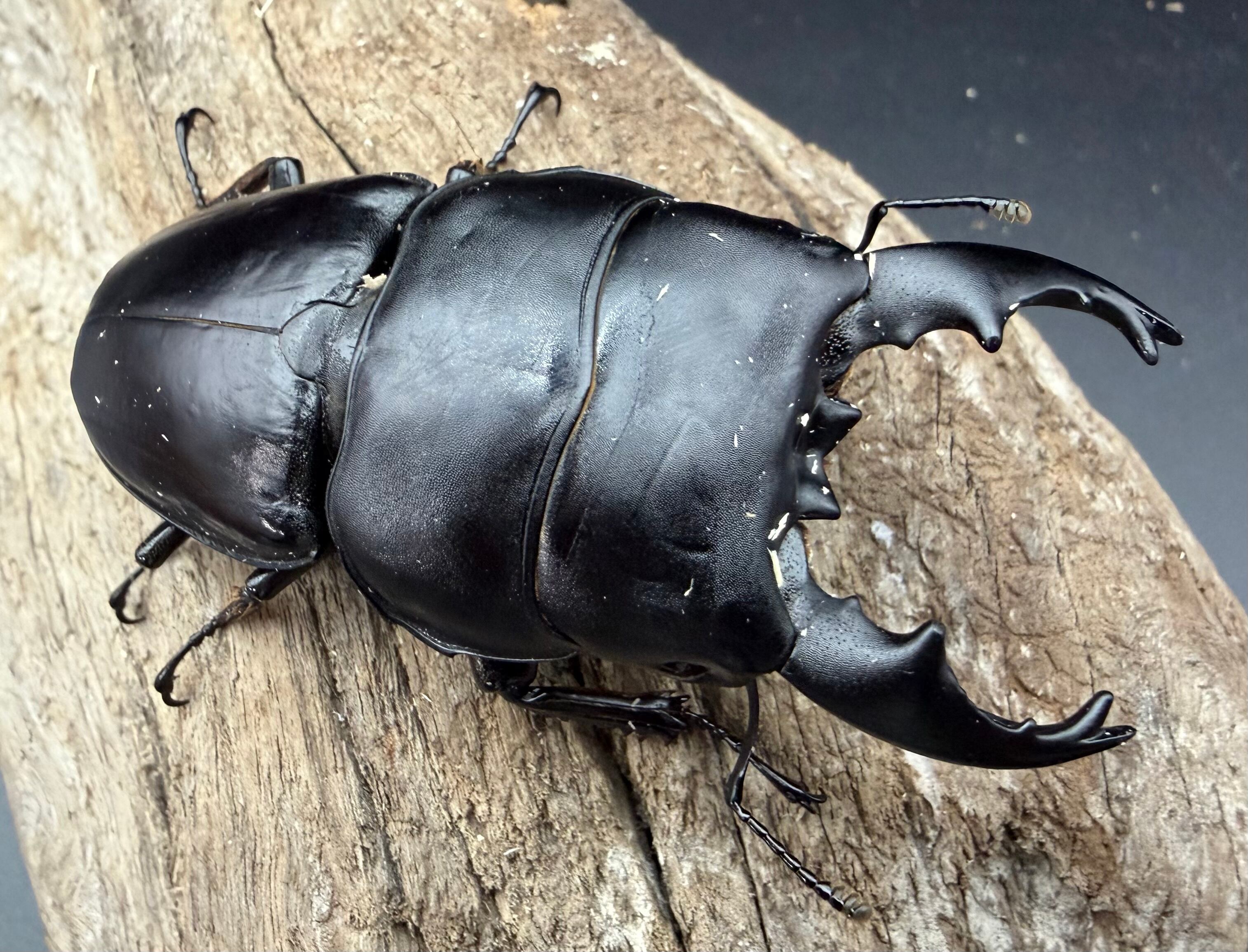 121mm】タイタンオオウスバカミキリ カブトムシクワガタハナムグリ