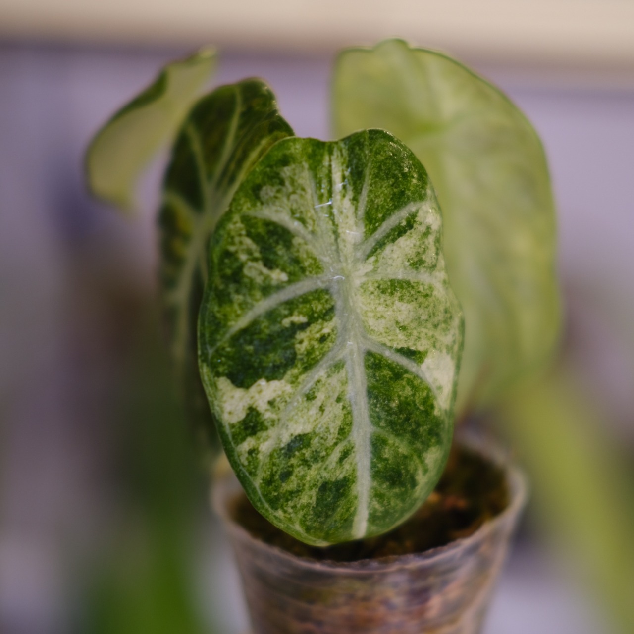 Alocasia Ninja Tricolor│アロカシア ニンジャ 斑入③│観葉植物