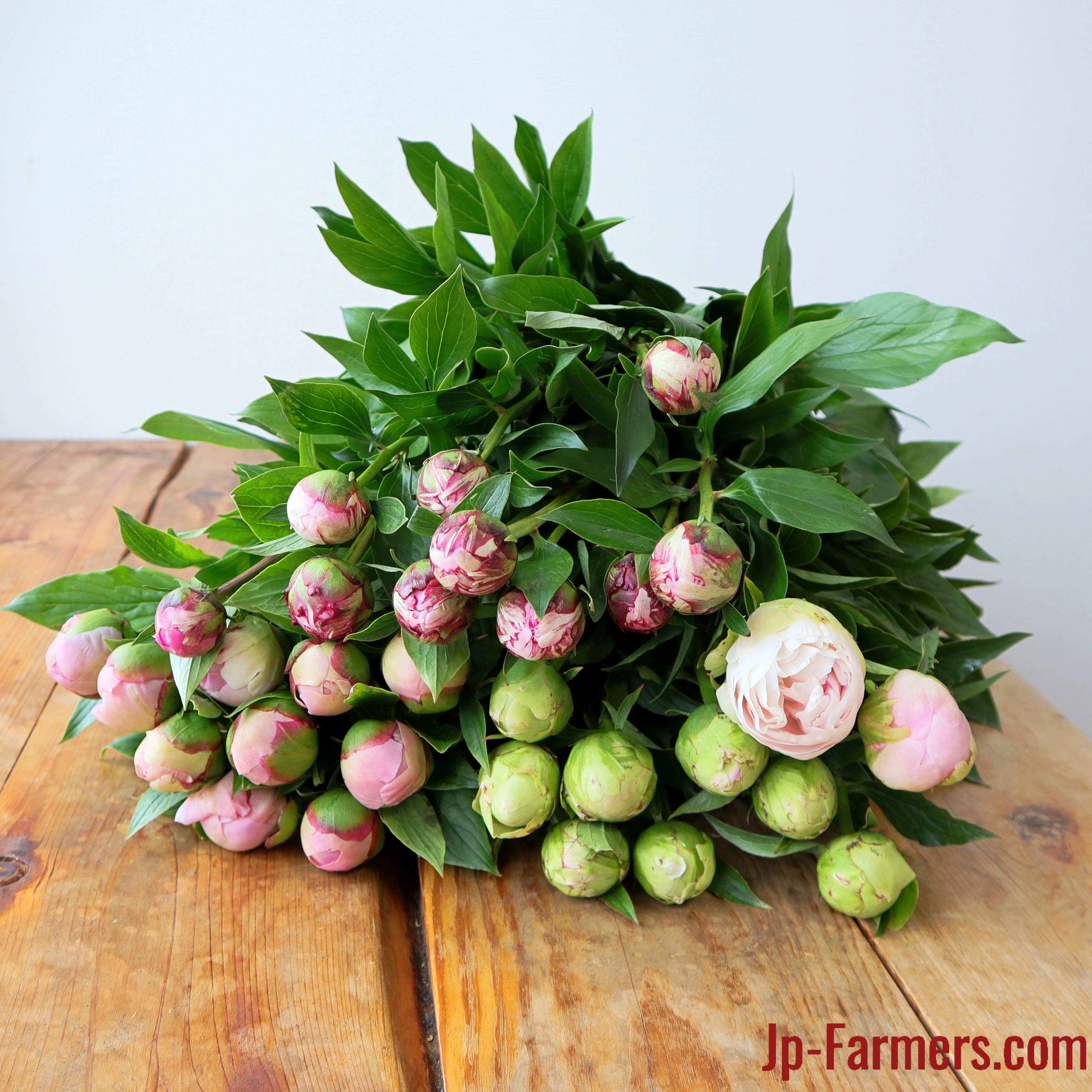 Jp Farmersがお届けする 芍薬 ピンク系mix 30本 Jp Farmers Com