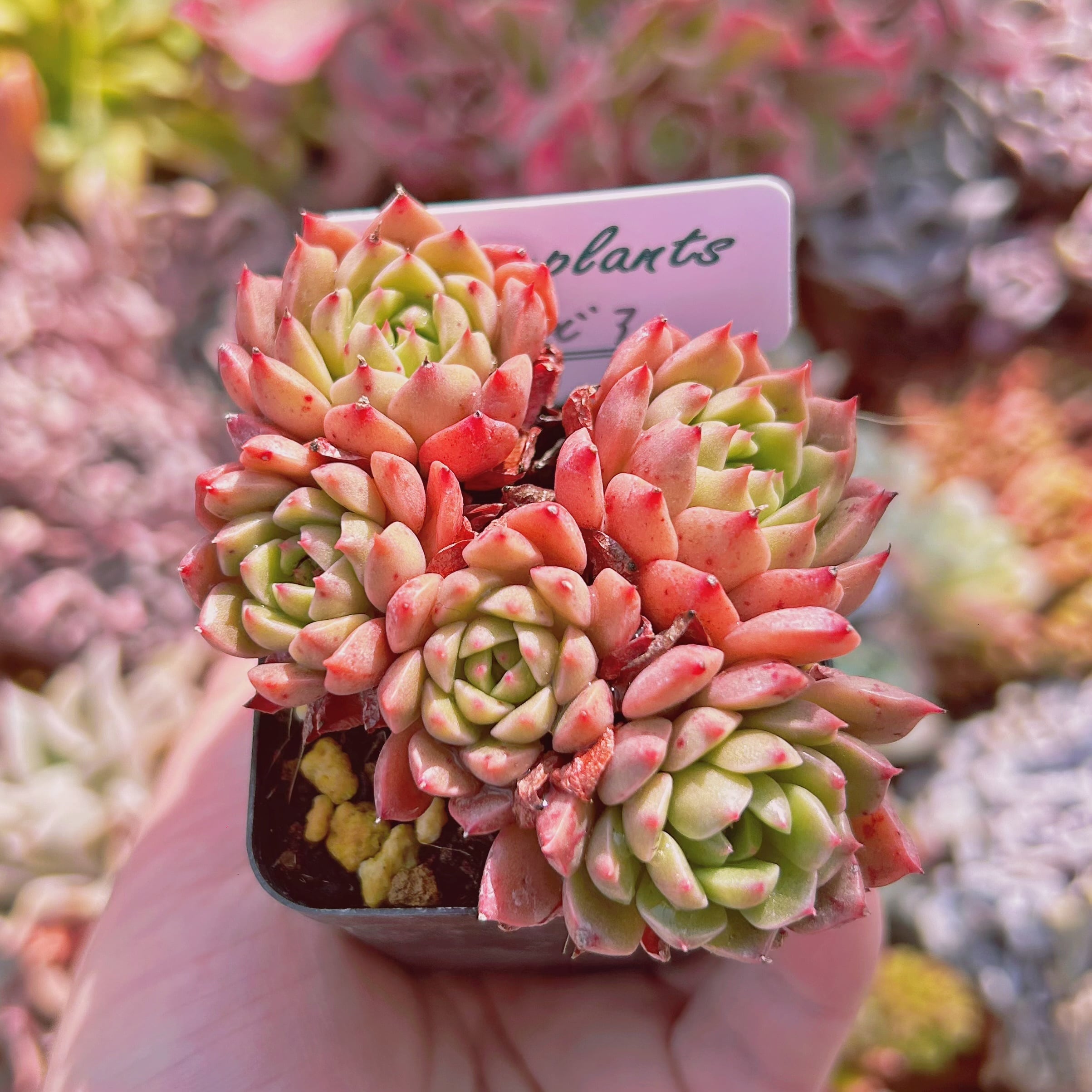 #557現物　多肉植物　オリビア　抜き苗