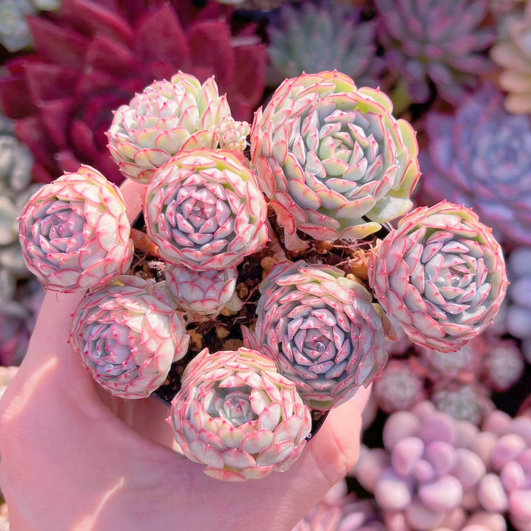 現品　グロブローサx静夜#A26　新入荷　るる農園