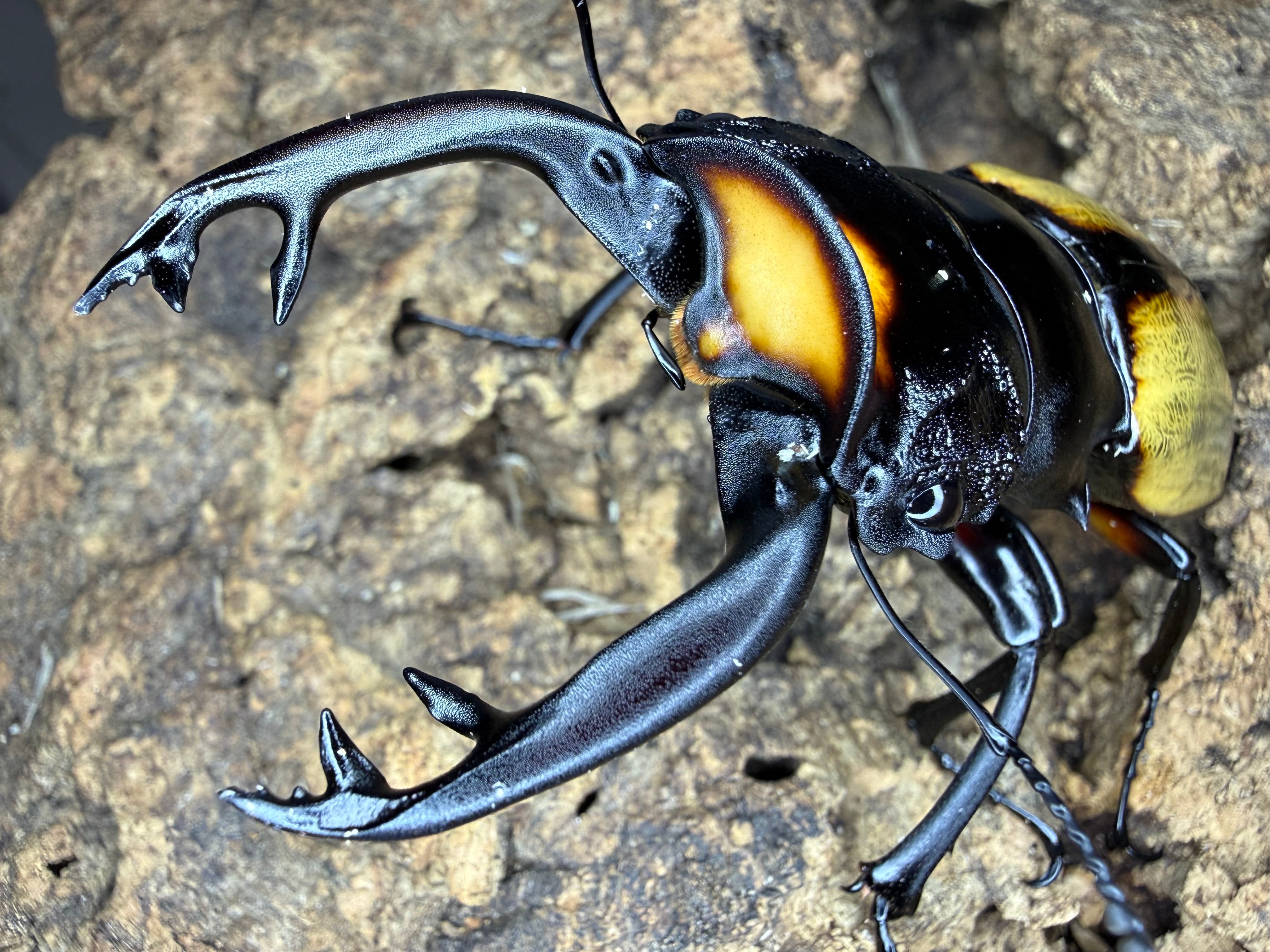 dream insect