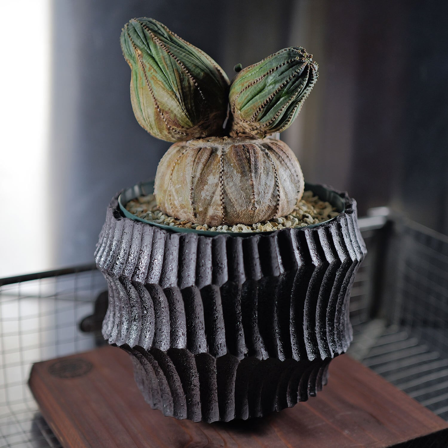 厳選株】超大株 最大幅約11.2cm 円扇石化 成長点潰れ ダブルヘッド