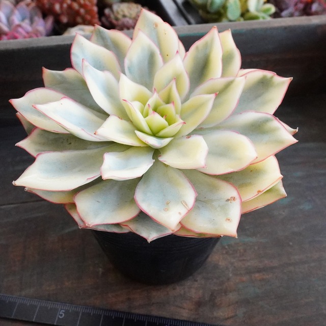 お正月SALE！　【ムーンガドニス錦  】エケベリア　韓国多肉　斑入り