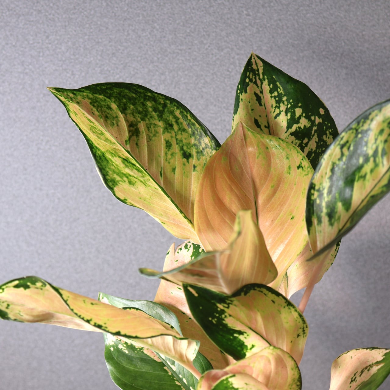 407 やさしい光をまとう『アグラオネマ アマゾン』観葉植物 【送料無料