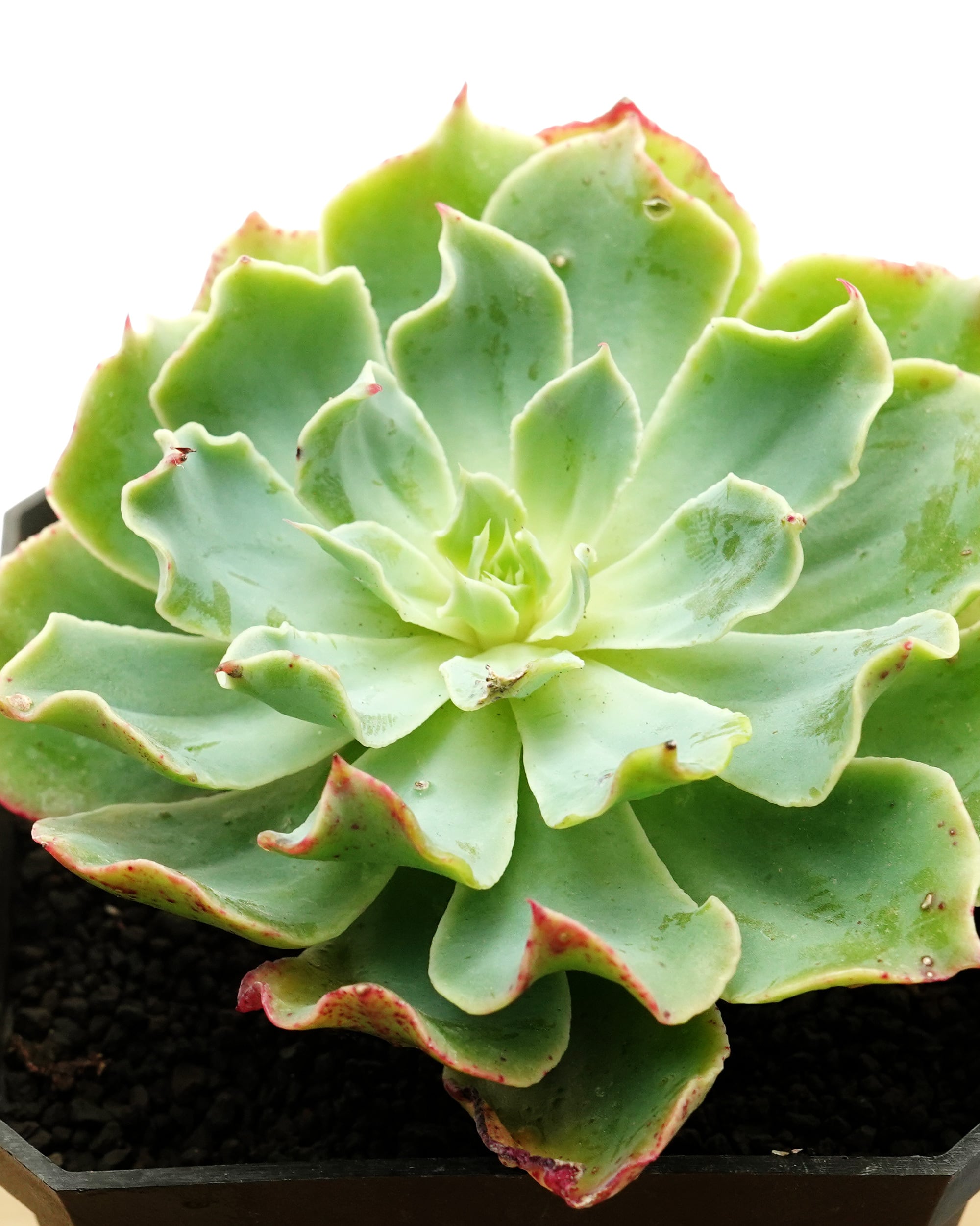 レア度で選ぶ | PUKUBOOK SUCCULENTS