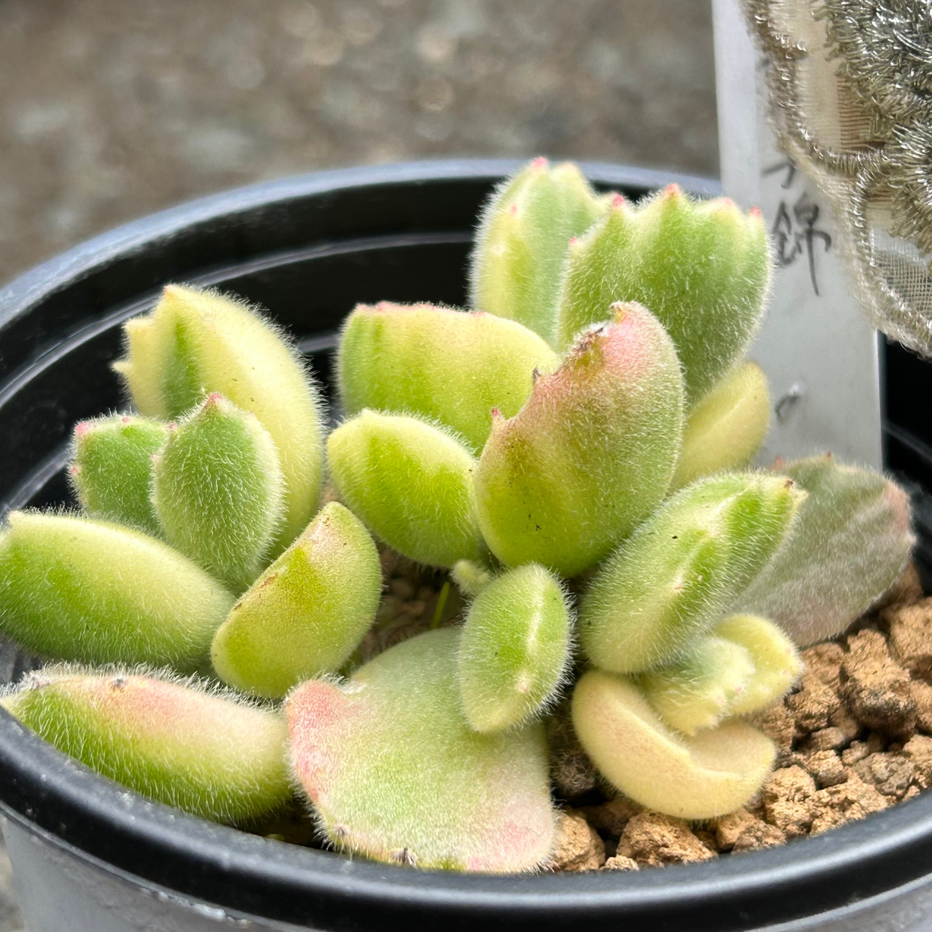 錦 | RuPo 多肉植物専門店 錦 | RuPo 多肉植物専門店
