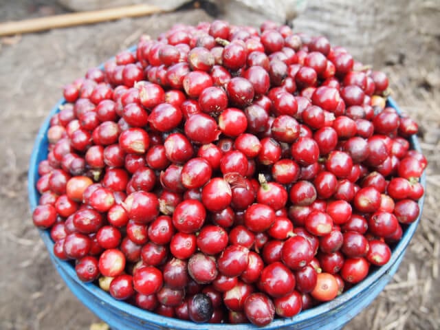 Tanzania Karatu AB Kilimanjaro Washed (200g) | SAFARI COFFEE ROASTER