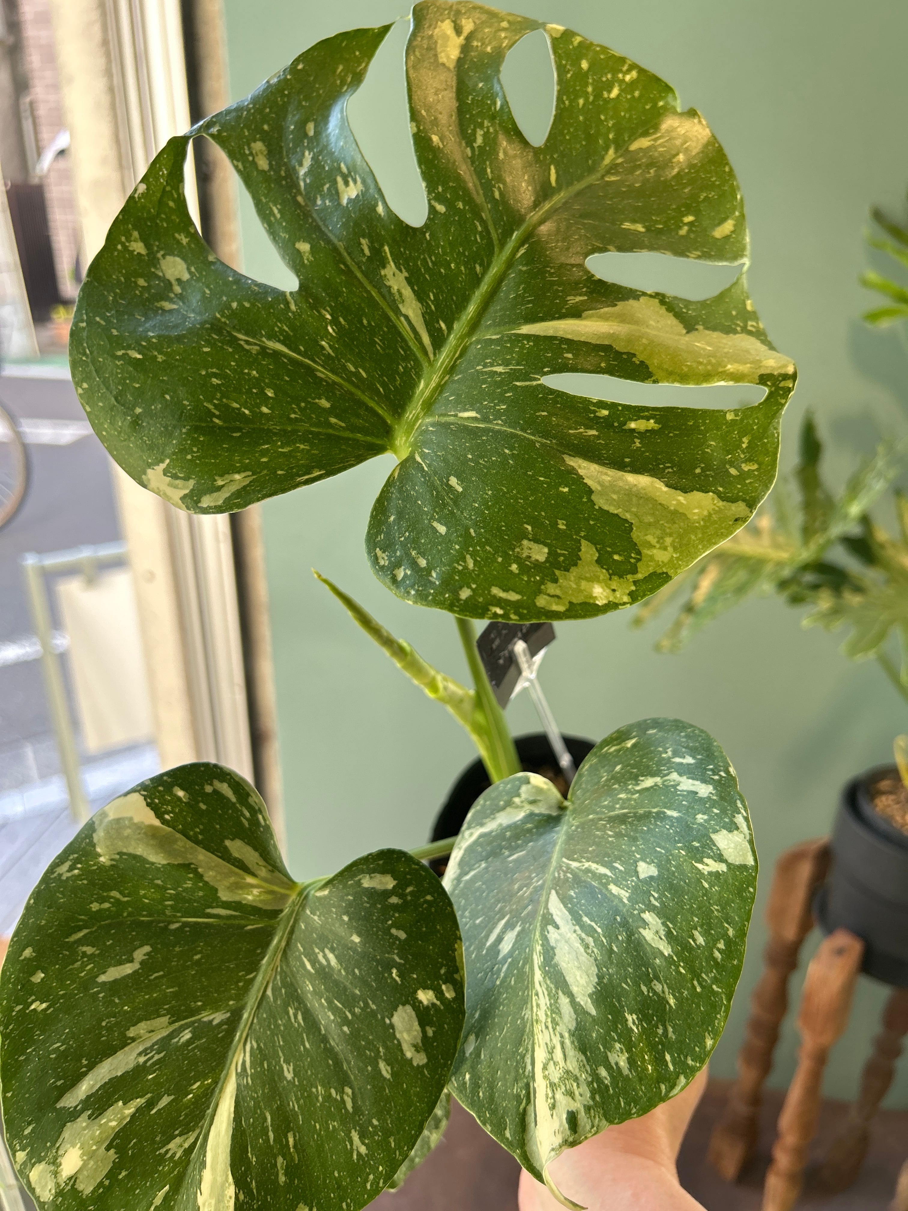モンステラ 斑入り3.5号 | 植物との暮らし apricot