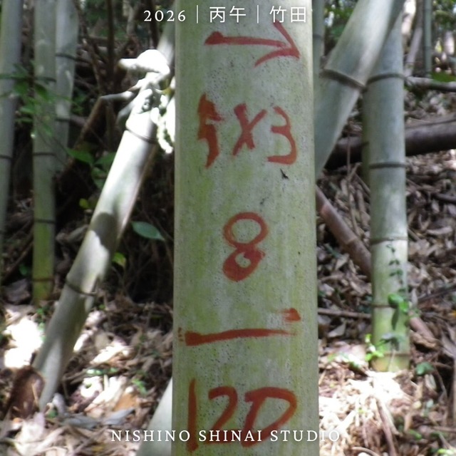 NISHINO MATERIALS｜【期間限定】生山竹 長材（真竹）｜竹田の冬竹