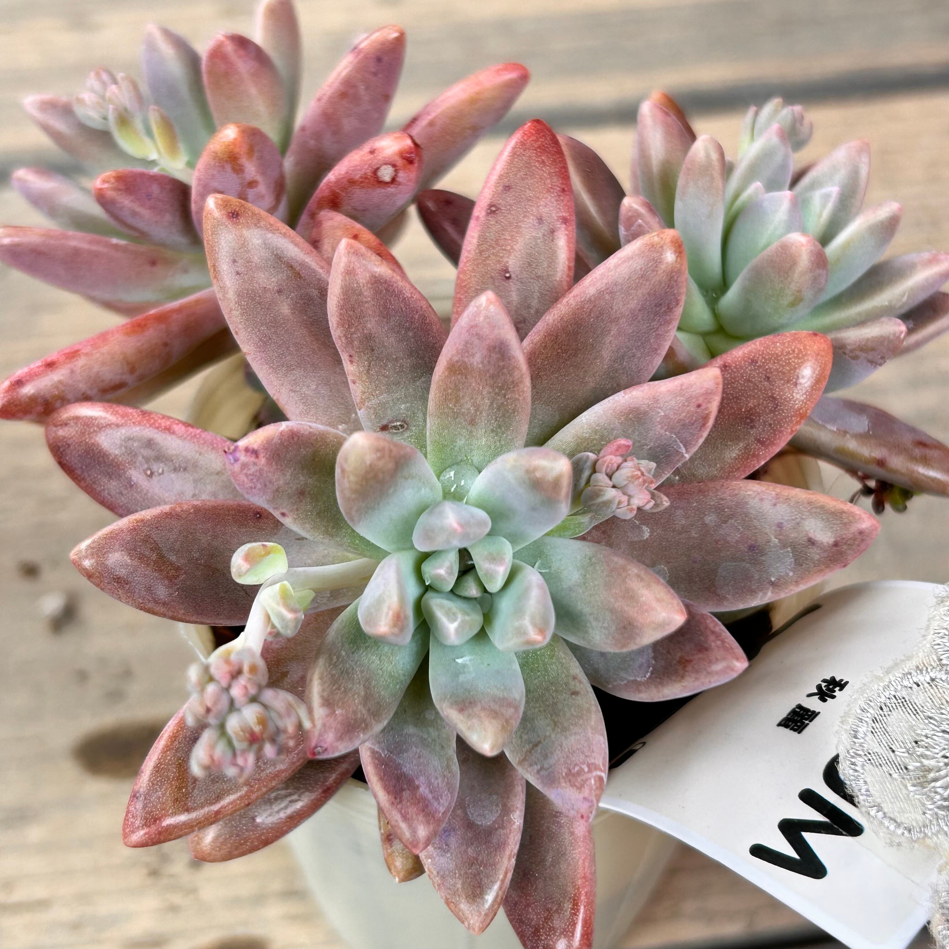 秋麗 | RuPo 多肉植物専門店