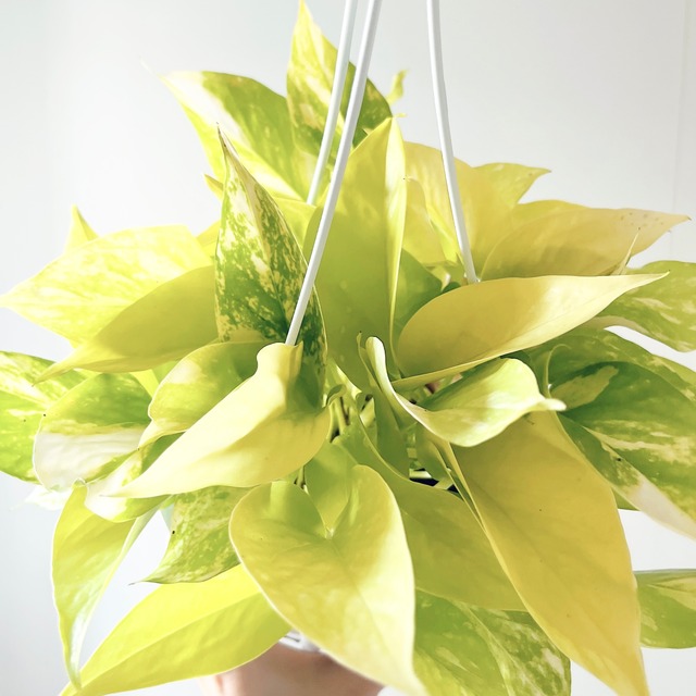 【新品種】希少ポトス テルノカグヤ 観葉植物 吊り下げ calm cafe