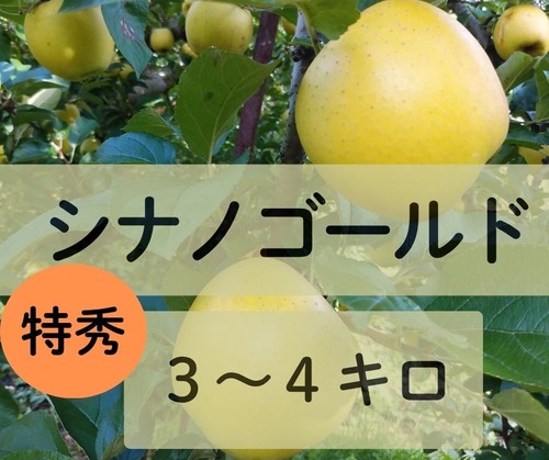 ☆11月2日から　シナノゴールド【特秀3～4キロ】3,300円(税込)