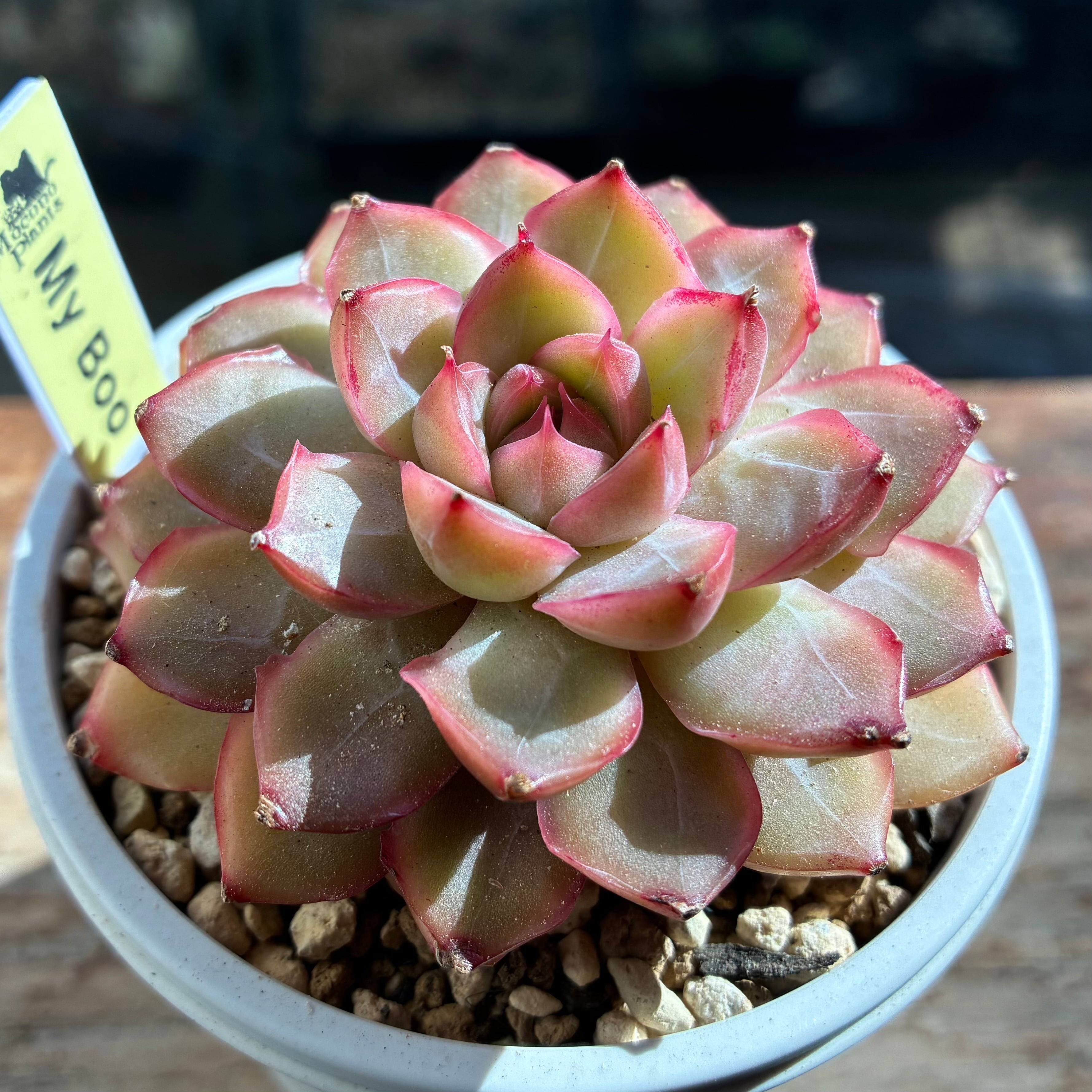 ハオルチア 雪花錦 | mocono_plants