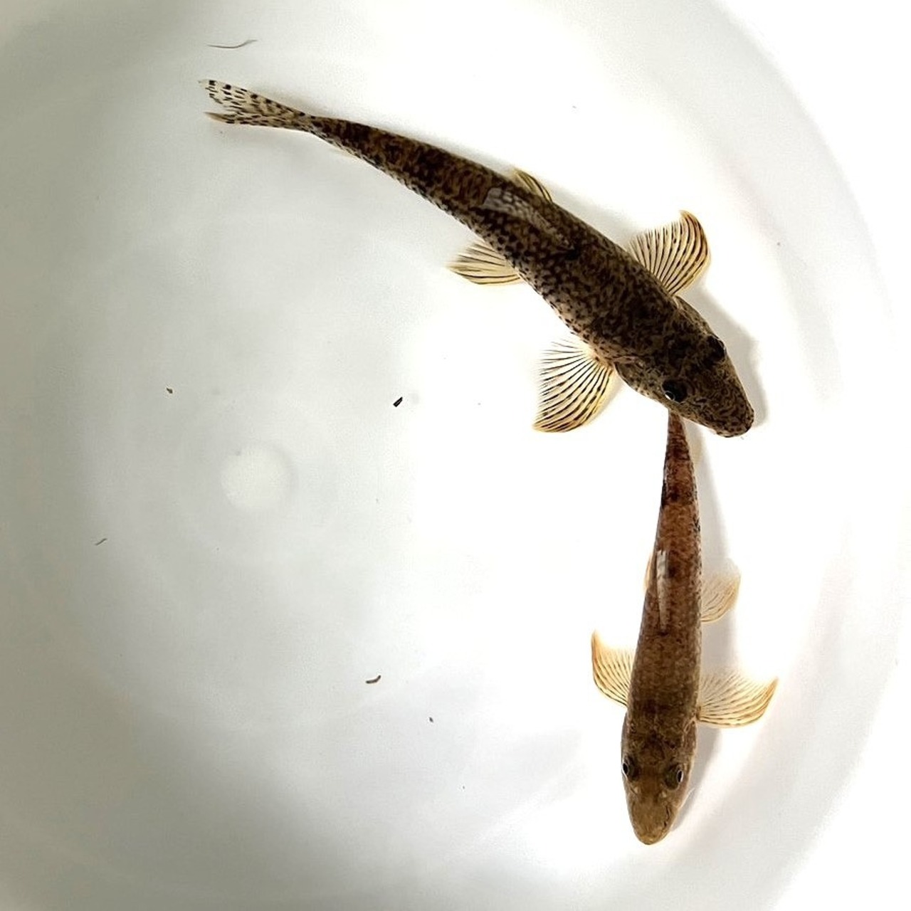 （淡水魚）カマツカ　9～13ｃｍ±　（1匹）【生体】